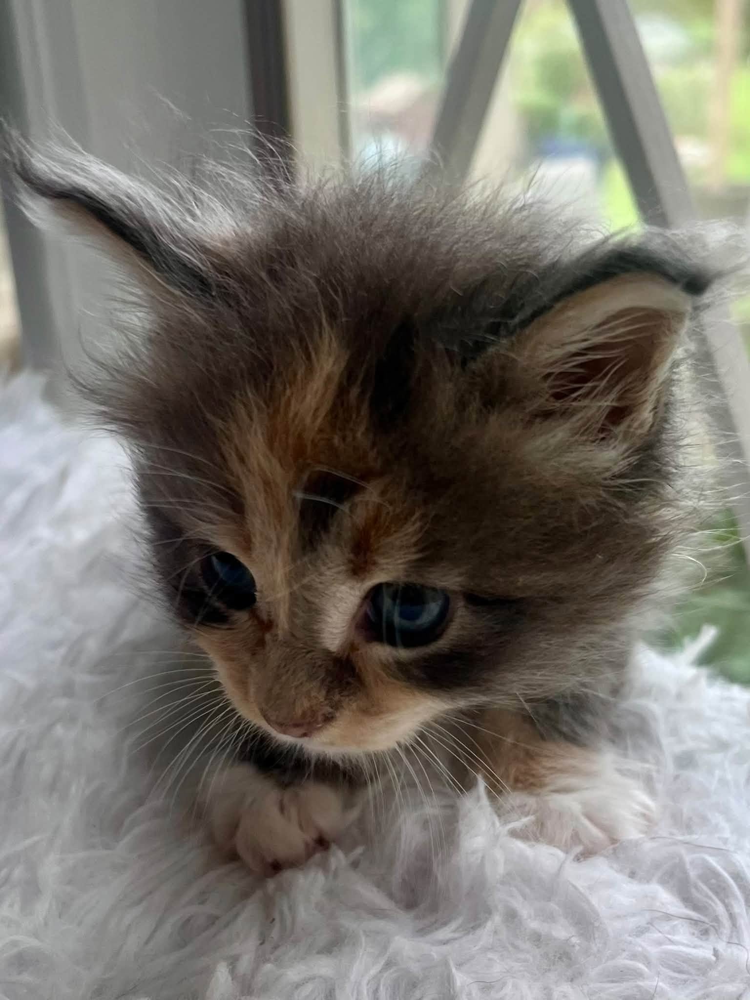 Buttercup 5 weeks