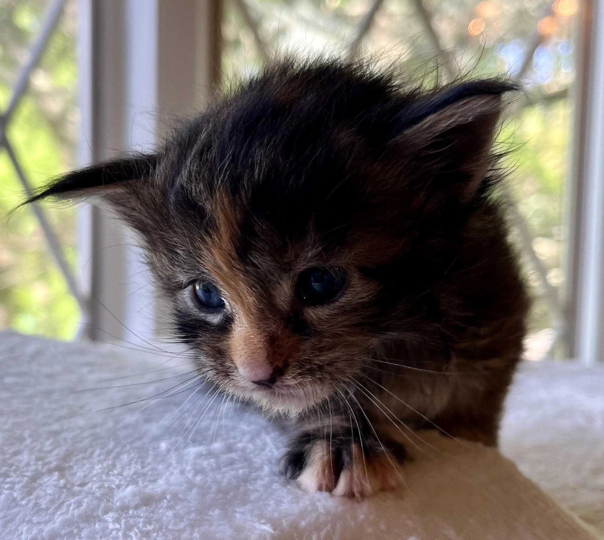 Garnet- Black Torbie Maine Coon- 3 weeks old- Female