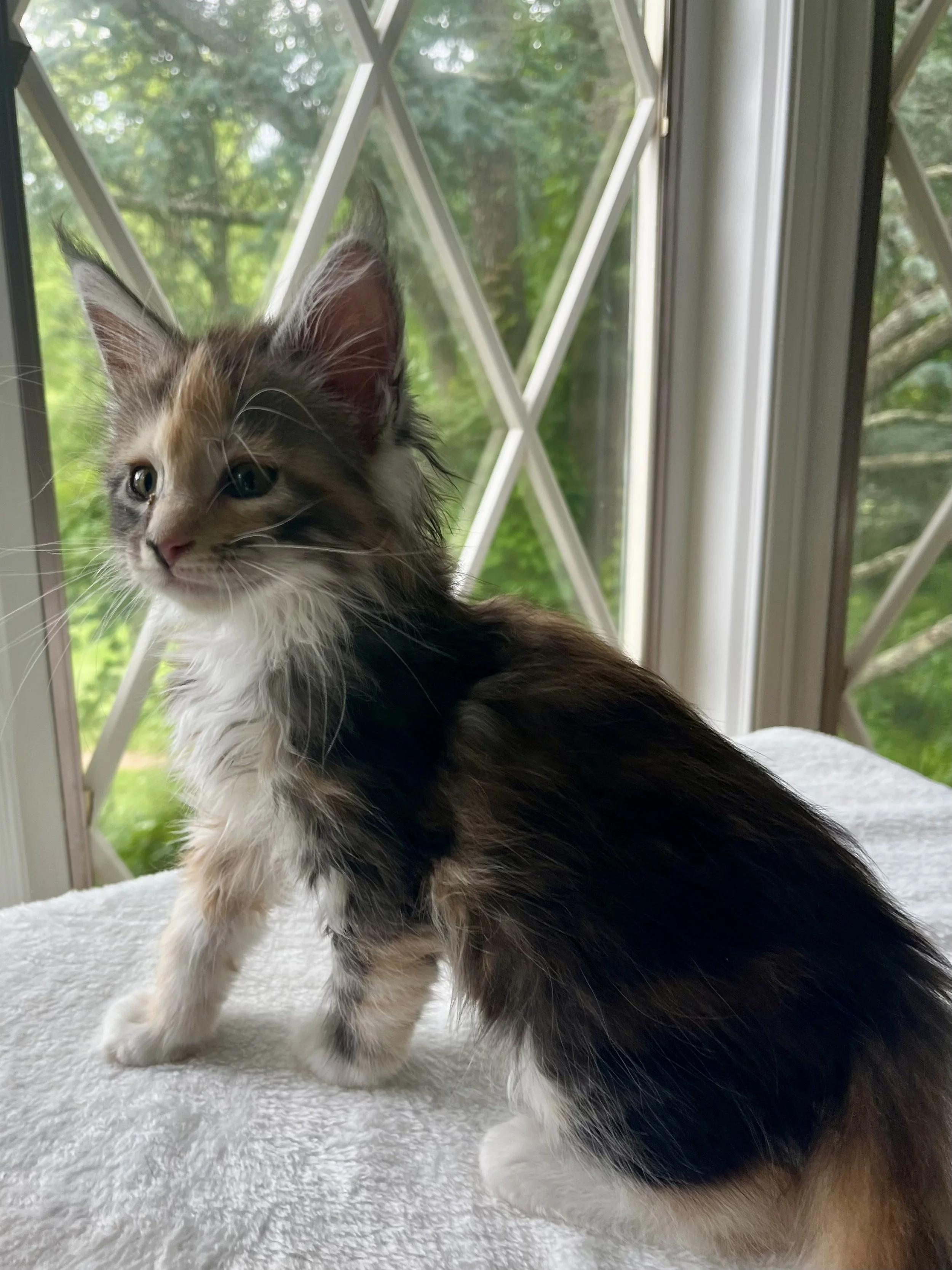 Sapphire. Female. Black Smoke Calico Maine Coon kitten- 8 weeks old. Born April 12, 2025 to Ember and Katahdin.