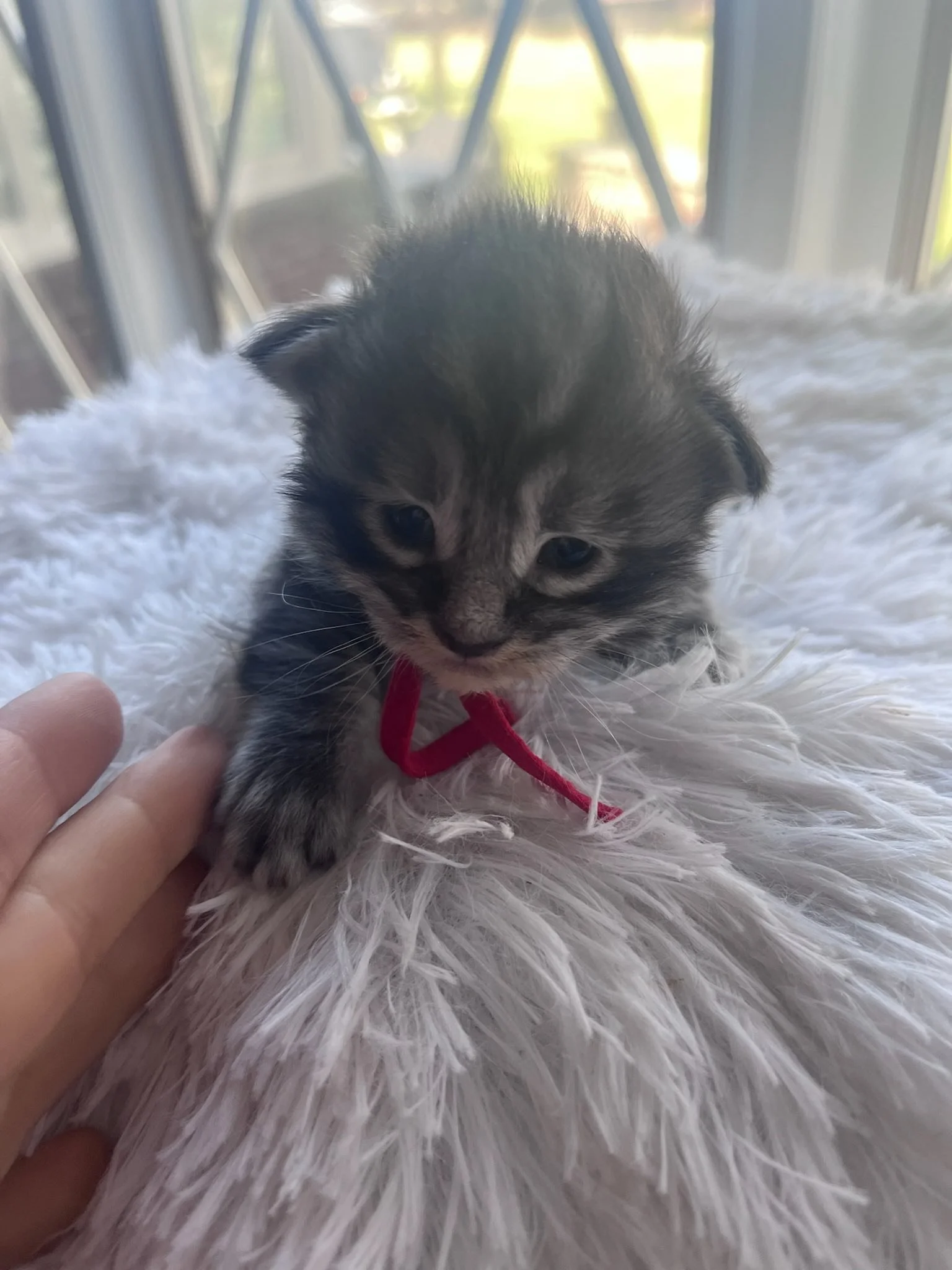 Honey Crisp, 2 weeks old