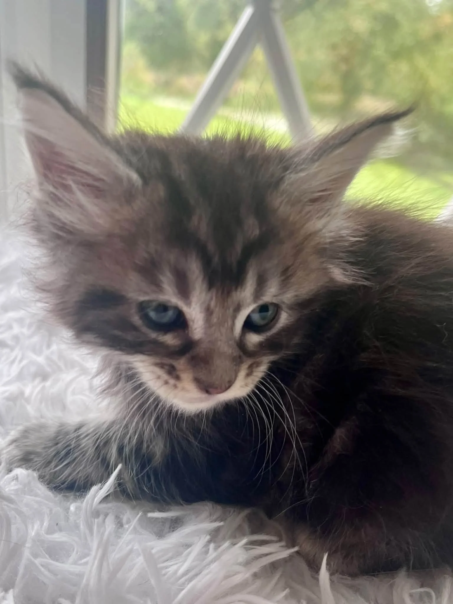 Acorn 5 weeks