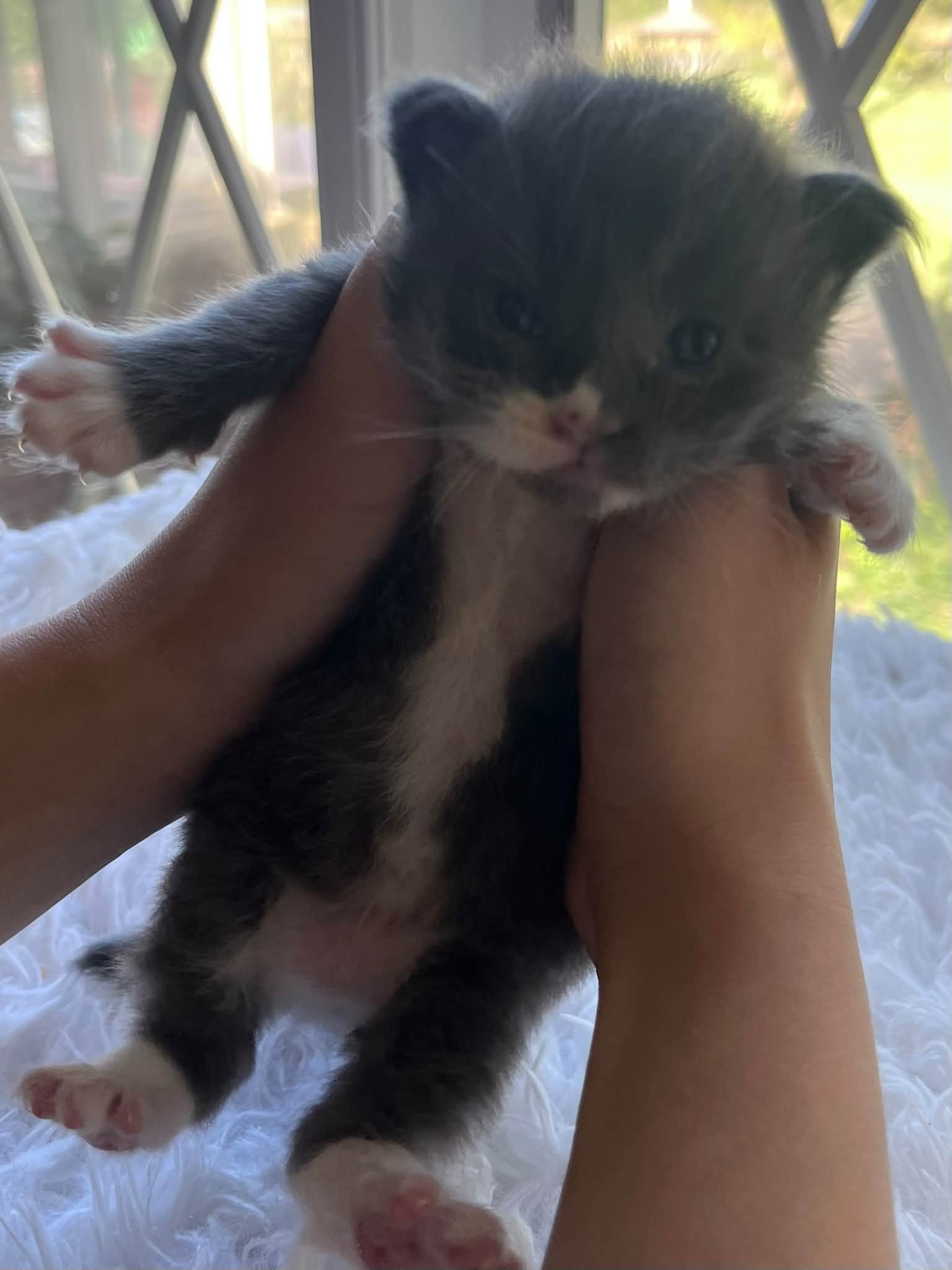 Dumpling 2 weeks