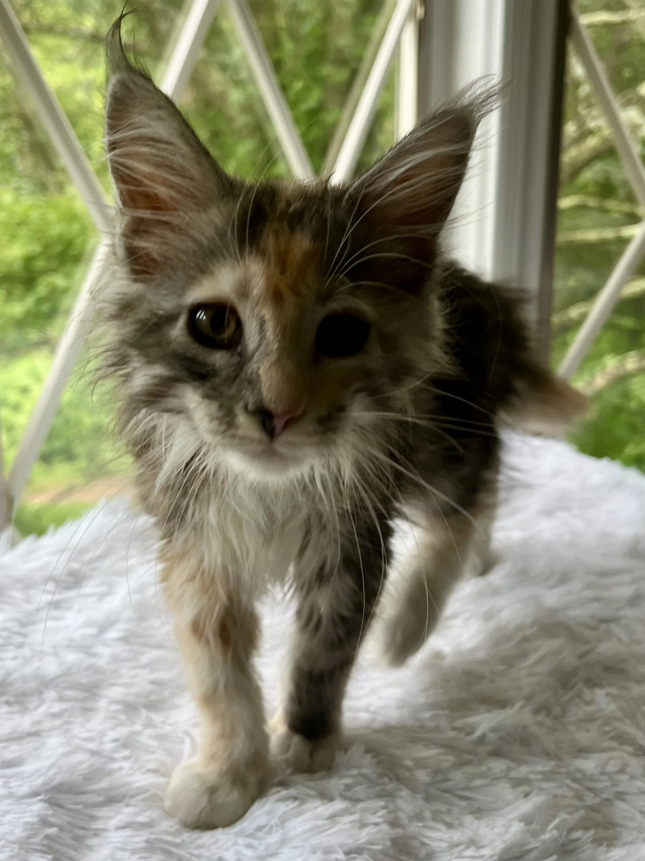 Sapphire. Female. Black Smoke Calico Maine Coon kitten- 11 weeks old. Born April 12, 2025 to Ember and Katahdin.