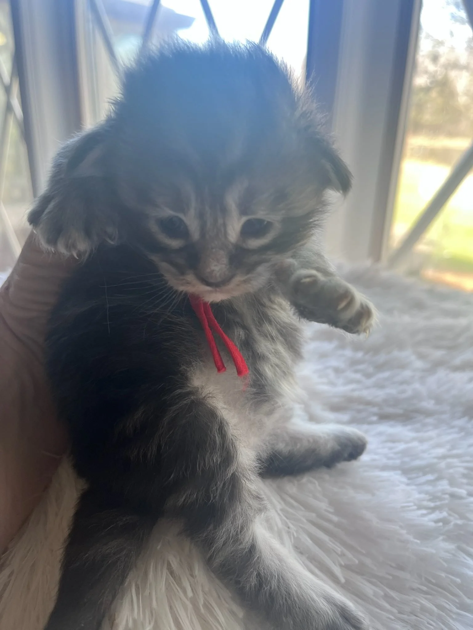 Honey Crisp, 2 weeks old