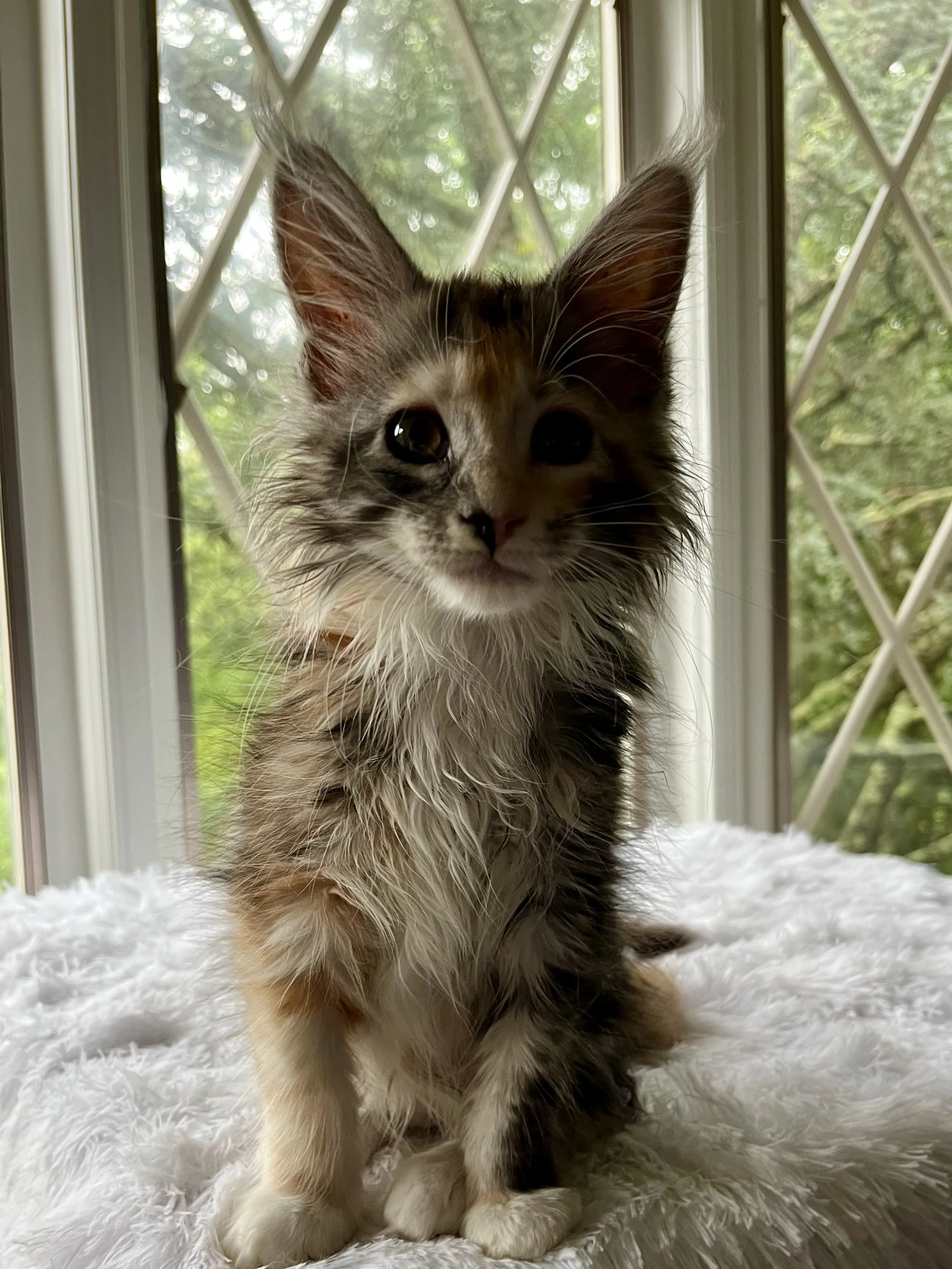 Sapphire. Female. Black Smoke Calico Maine Coon kitten- 10 weeks old. Born April 12, 2025 to Ember and Katahdin.