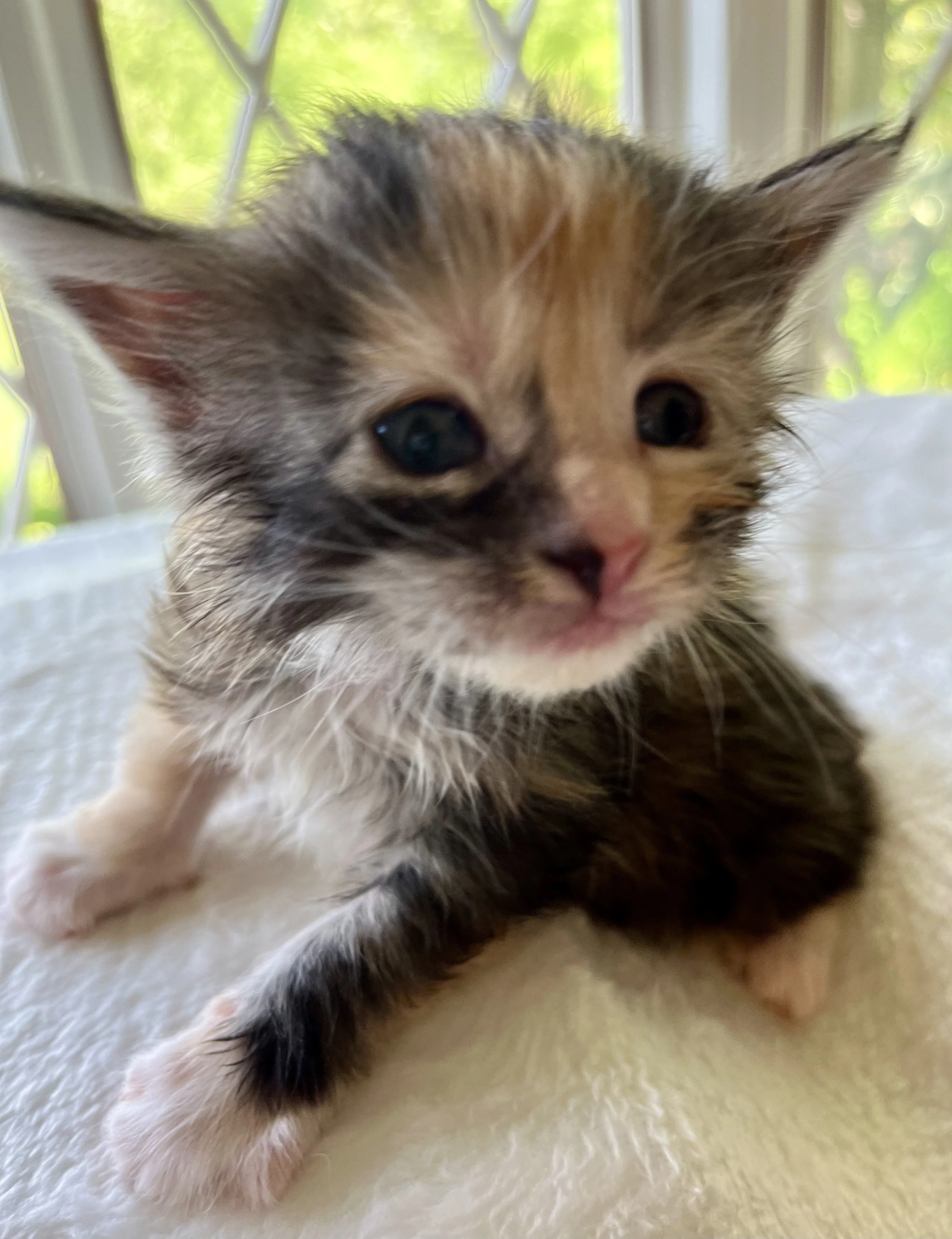 Sapphire. Female. Black Smoke Calico Maine Coon kitten- 4 weeks old. Born April 12, 2025 to Ember and Katahdin.
