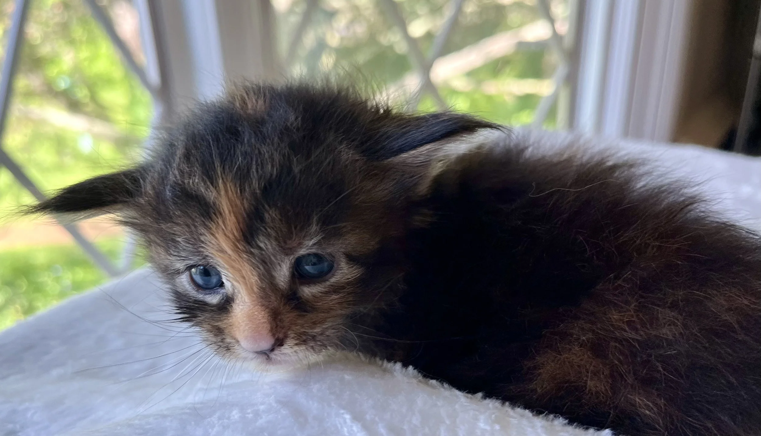 Garnet- Black Torbie Maine Coon- 3 weeks old- Female