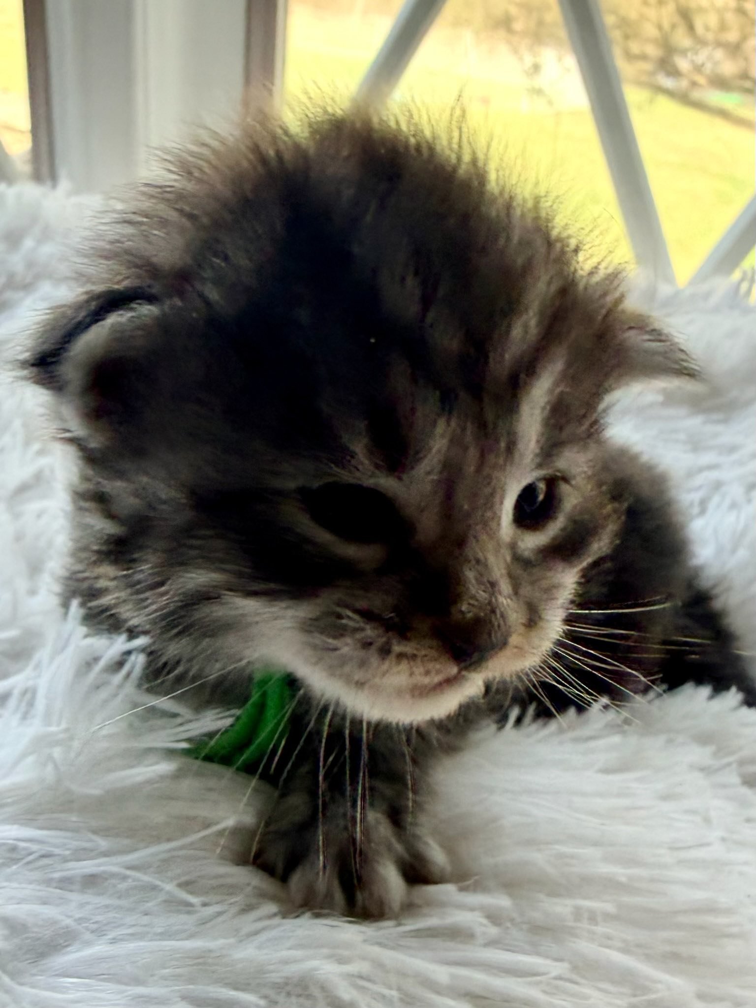 Cortland, 2 weeks old