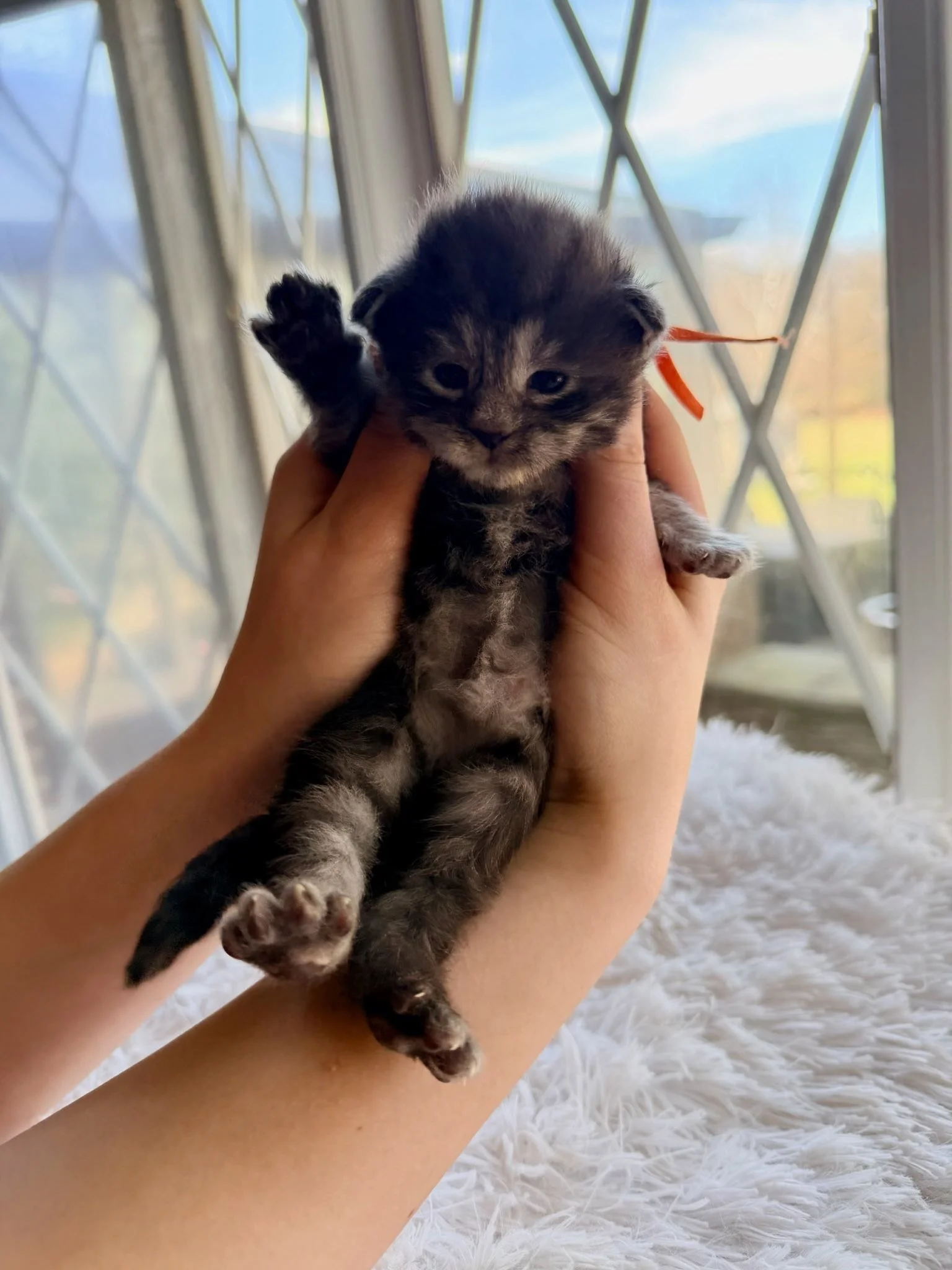 Fuji, Girl, Black & Silver Tabby