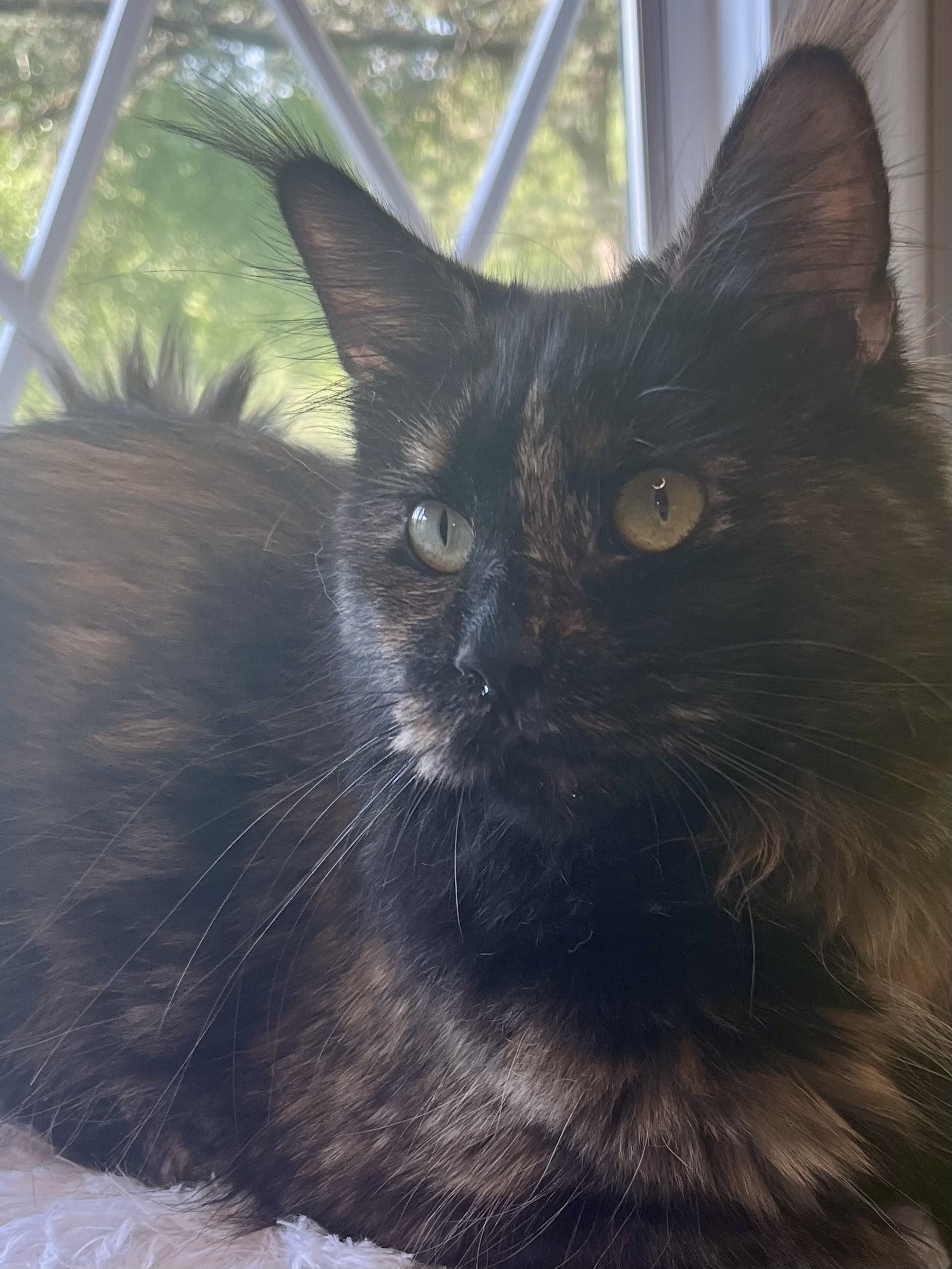 Jenna- Black and Red Tortoiseshell Queen