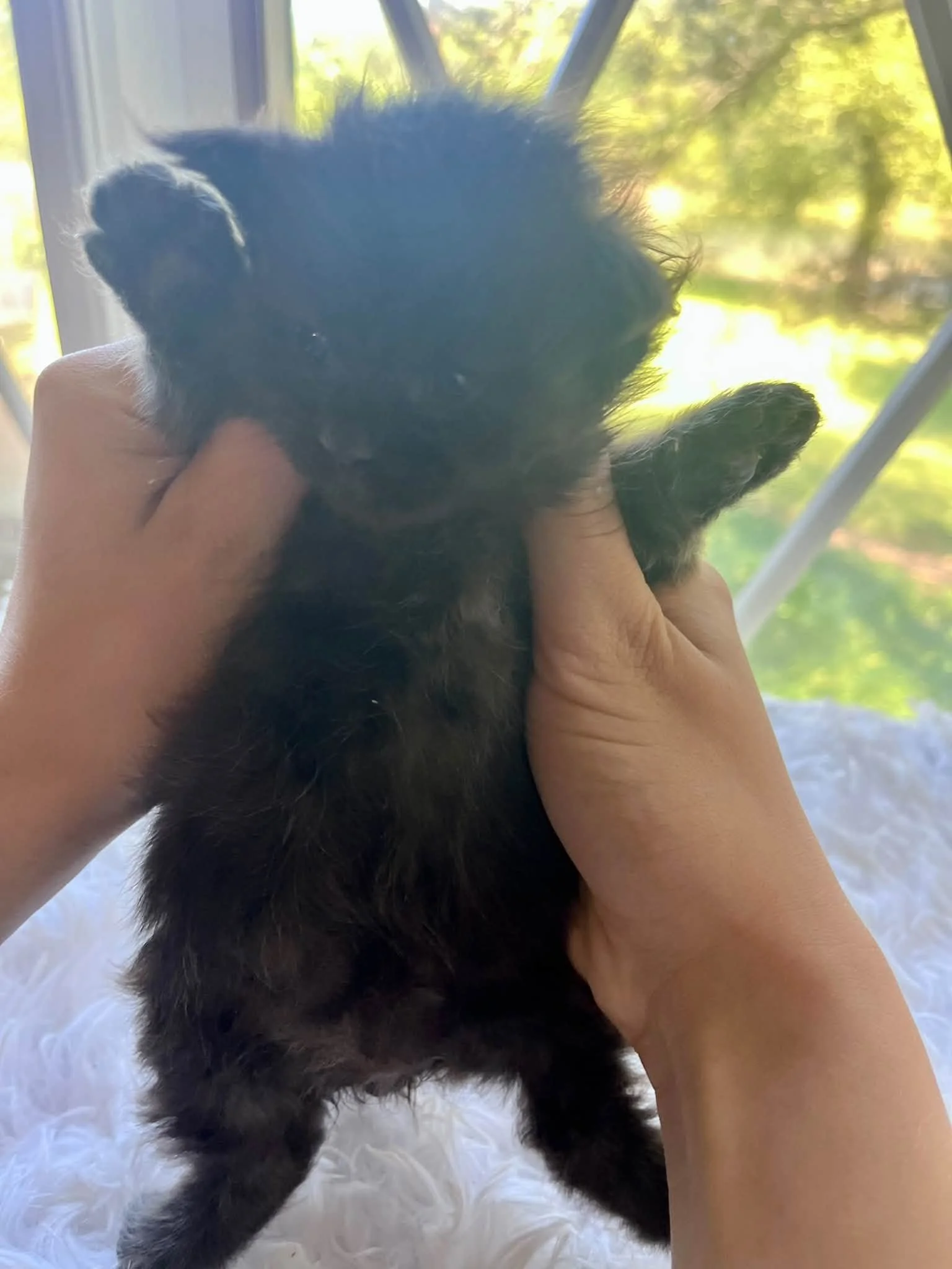 Pumpkin 2 weeks