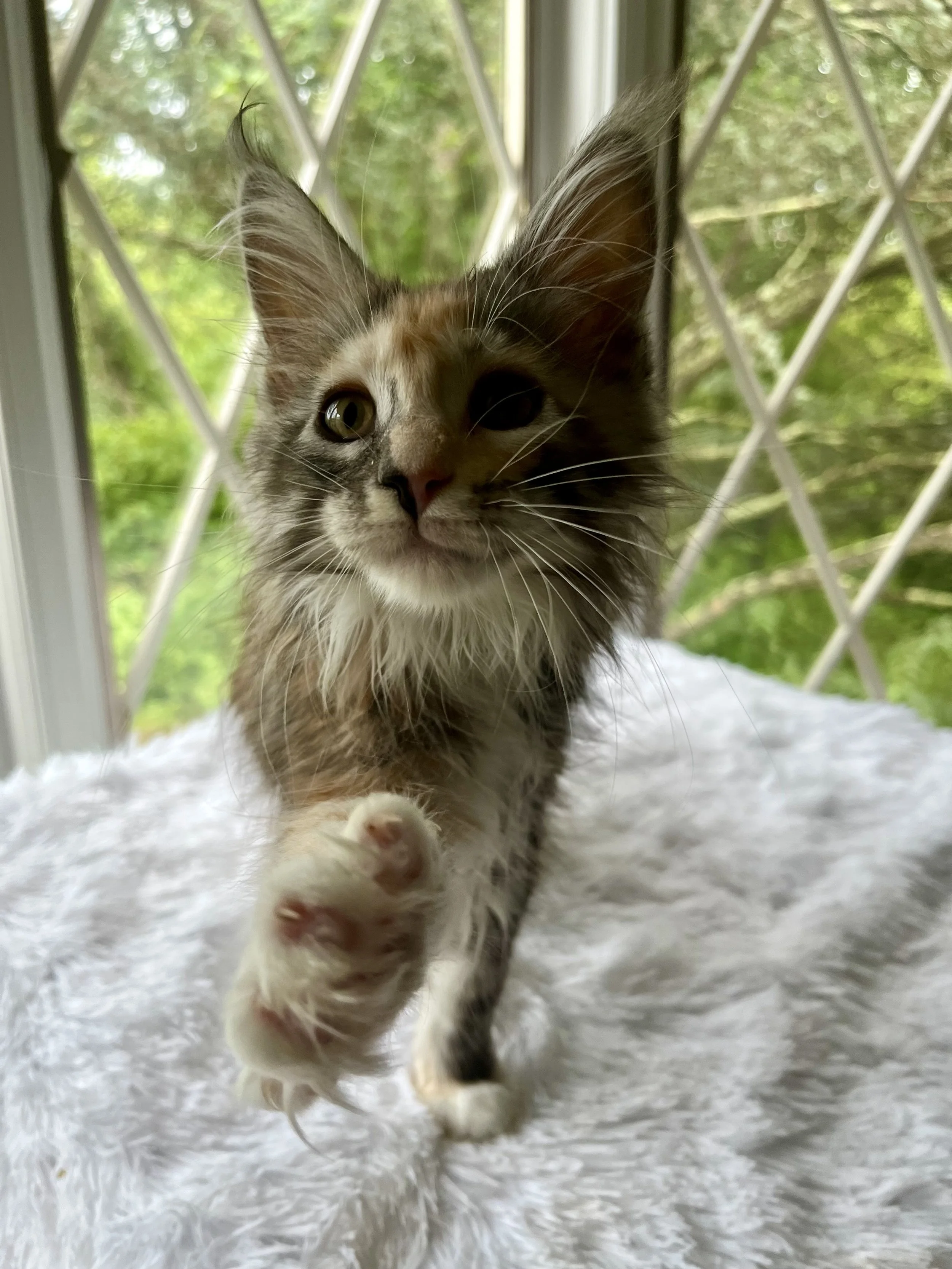 Sapphire. Female. Black Smoke Calico Maine Coon kitten- 11 weeks old. Born April 12, 2025 to Ember and Katahdin.