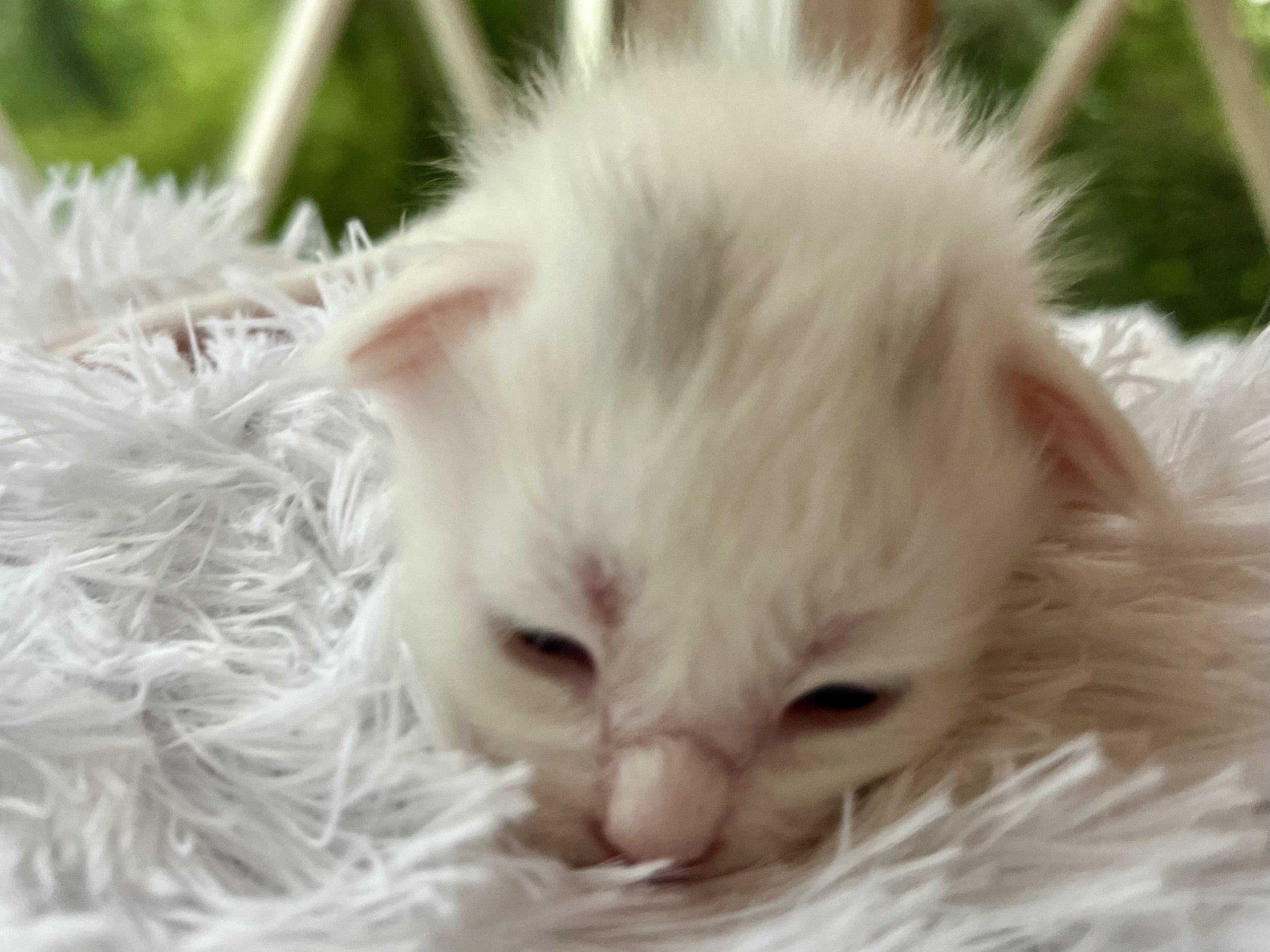 Peppermint. Male White (masking blue) Maine Coon kitten- 2 weeks old. Born June 16, 2025 to Lola and Katahdin.