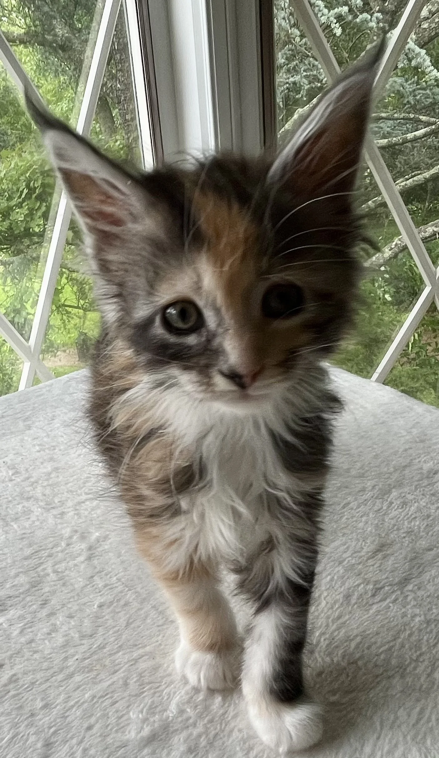 Sapphire. Female. Black Smoke Calico Maine Coon kitten- 7 weeks old. Born April 12, 2025 to Ember and Katahdin.