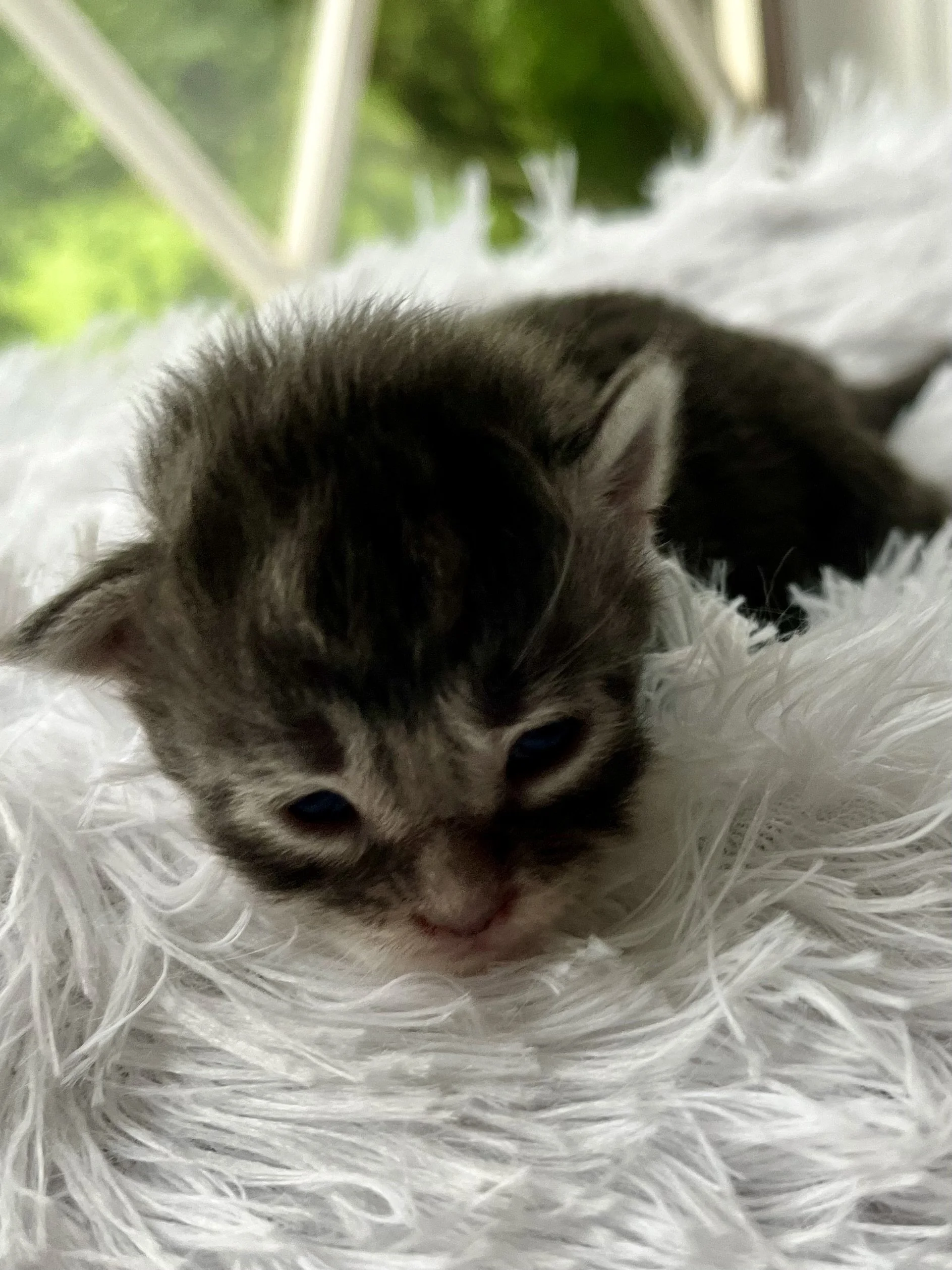 Lolly. Male Blue Tabby Maine Coon kitten- 2 weeks old. Born June 16, 2025 to Lola and Katahdin.