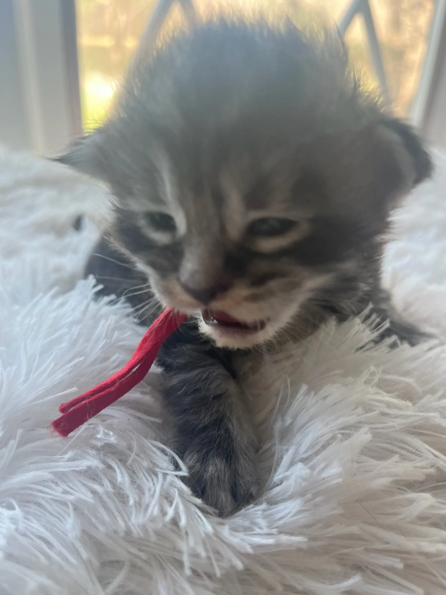 Honey Crisp 2 weeks old