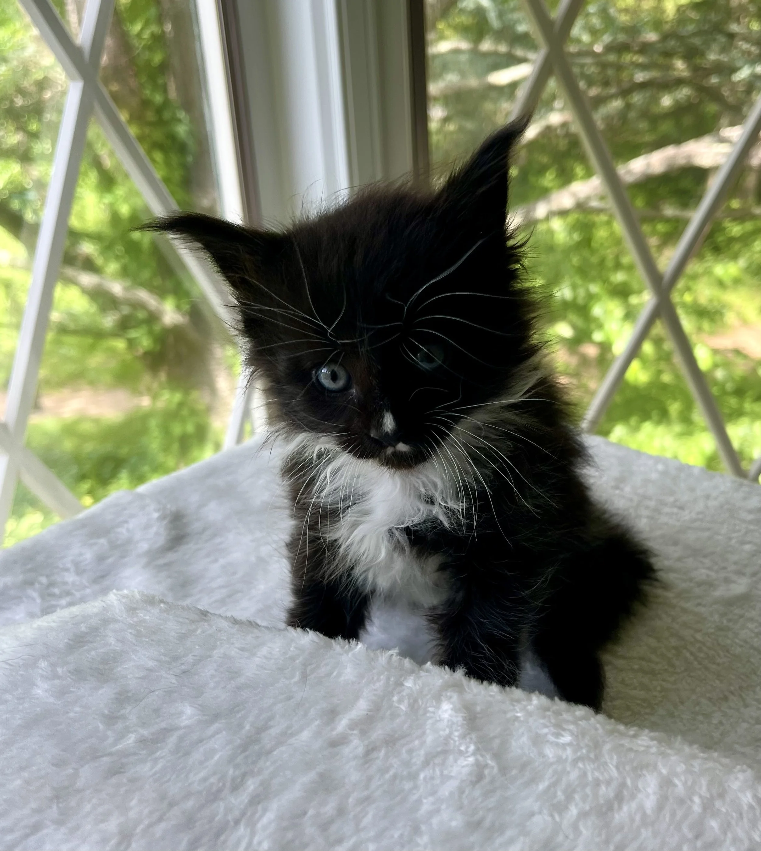 Onyx. Male Black and White Maine Coon kitten- 5 weeks old. Born April 12, 2025 to Ember and Katahdin.