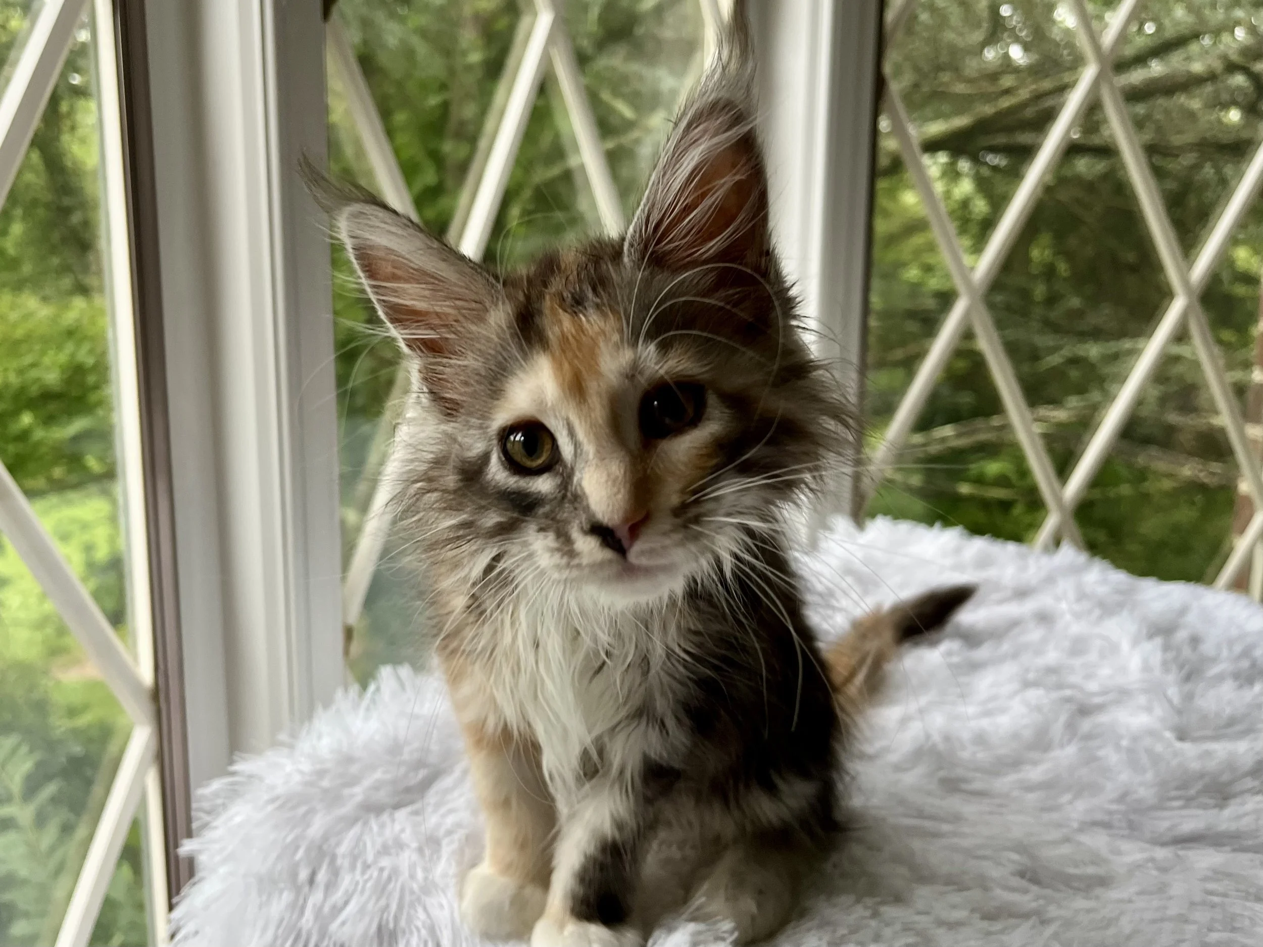 Sapphire. Female. Black Smoke Calico Maine Coon kitten- 10weeks old. Born April 12, 2025 to Ember and Katahdin.