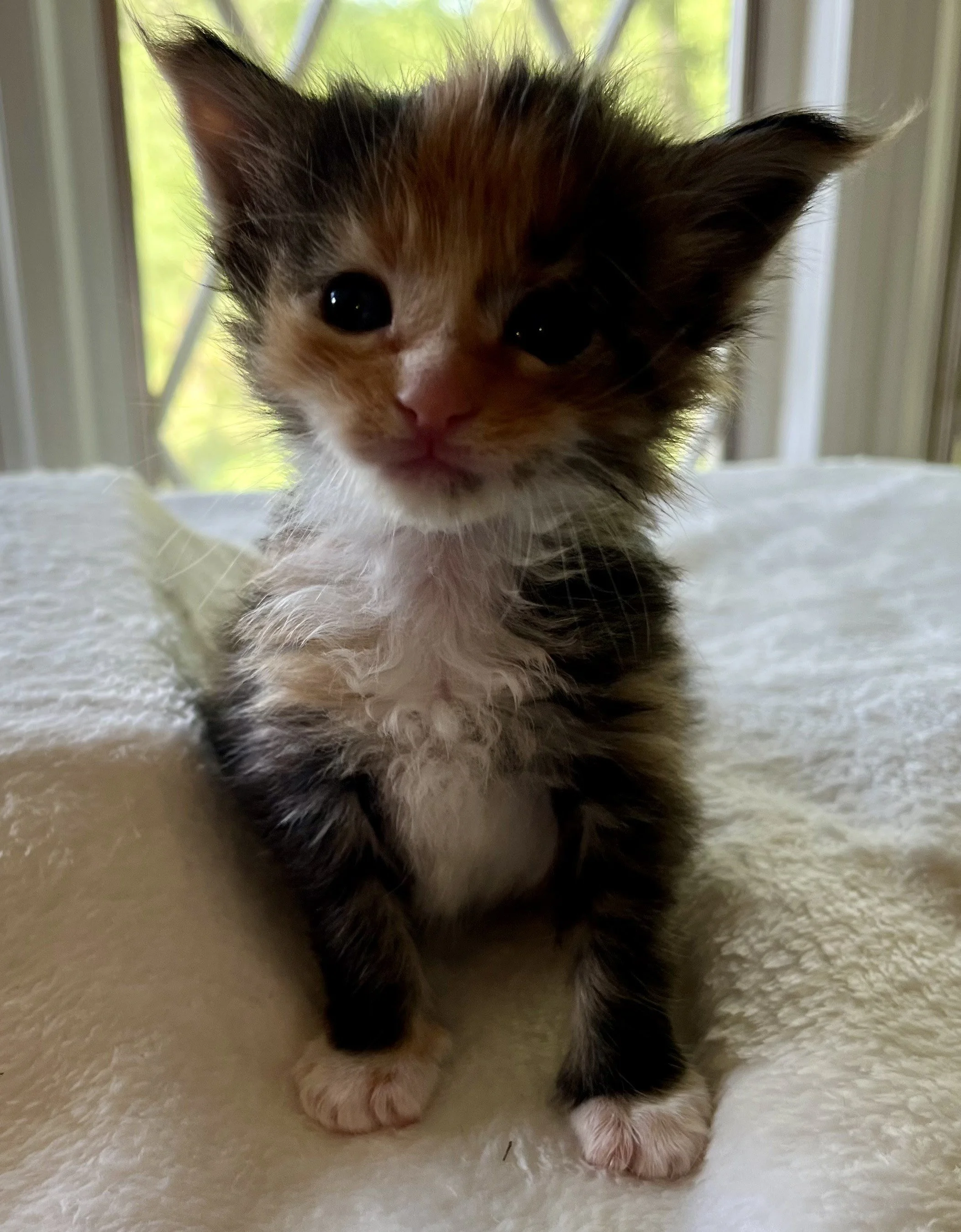 Jade- Calico Maine Coon 3 weeks old. Female