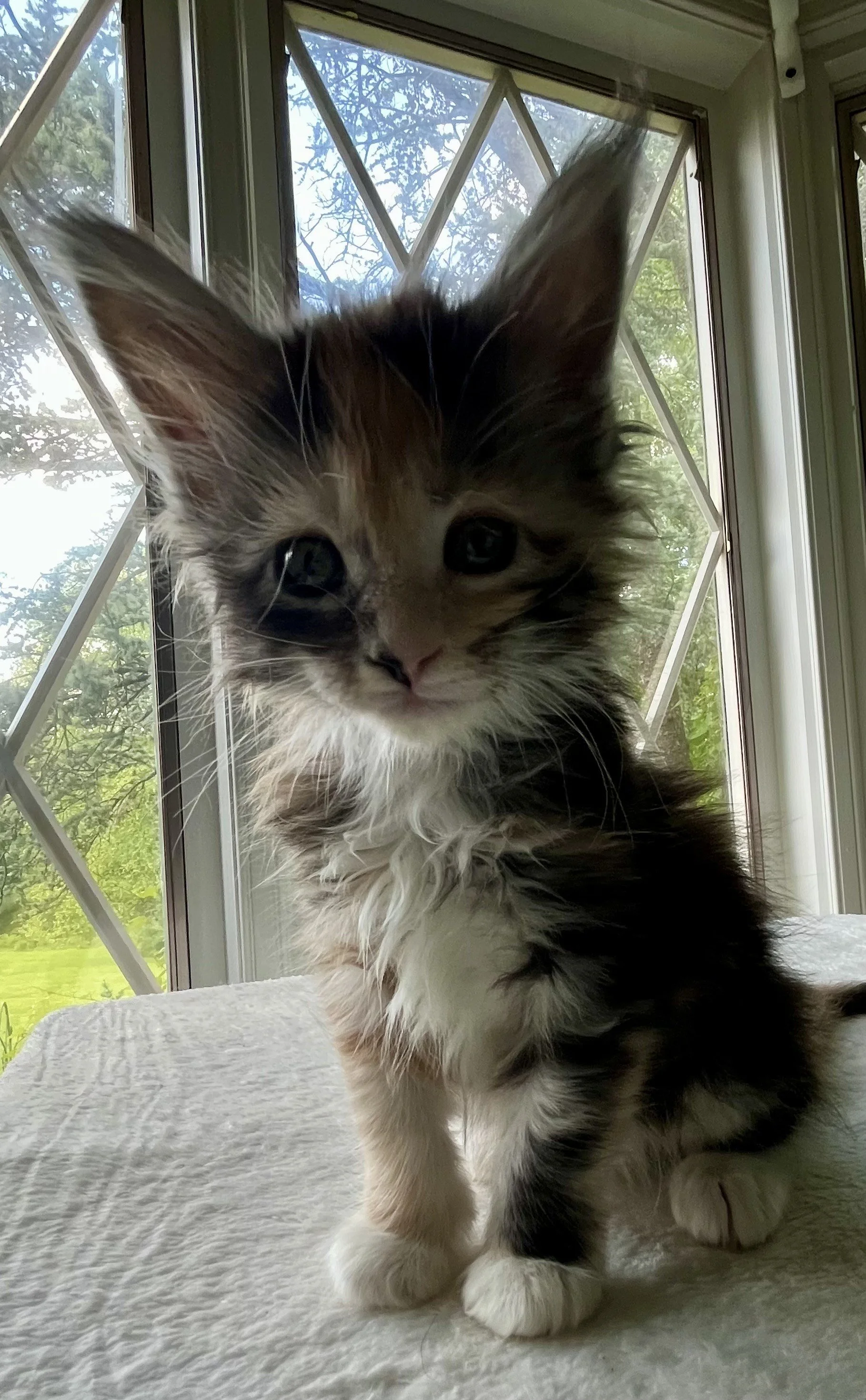 Sapphire. Female. Black Smoke Calico Maine Coon kitten- 6 weeks old. Born April 12, 2025 to Ember and Katahdin.