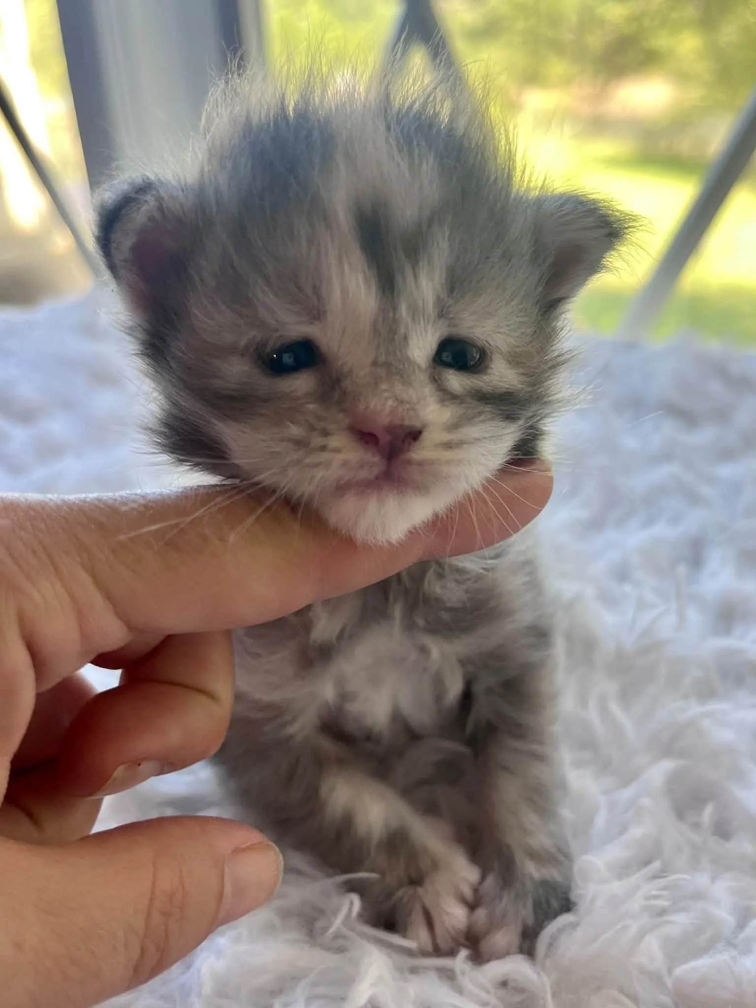 Honeynut 2 weeks