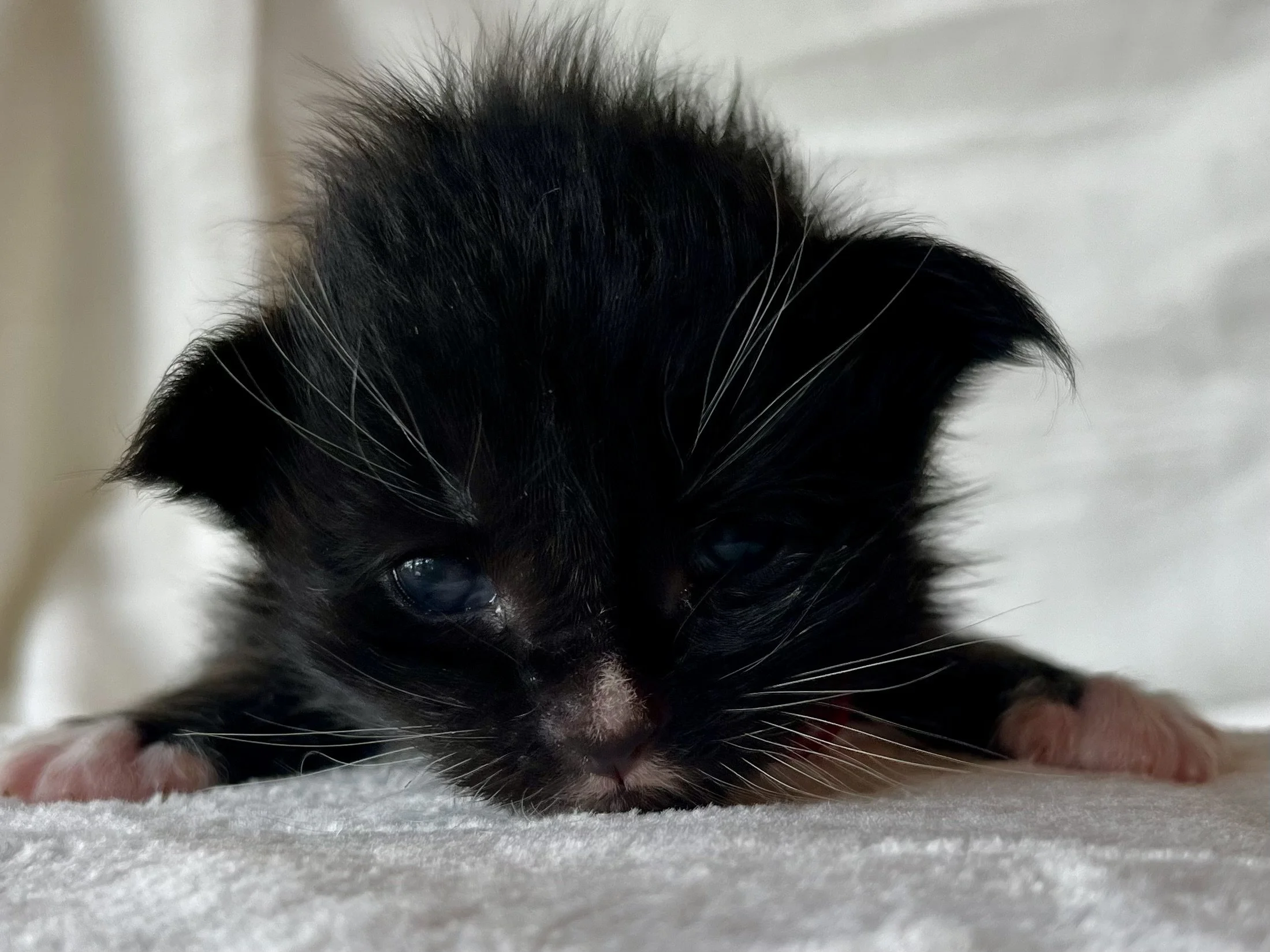 Onyx. Male Black and White Maine Coon kitten- 2 weeks old. Born April 12, 2025 to Ember and Katahdin.