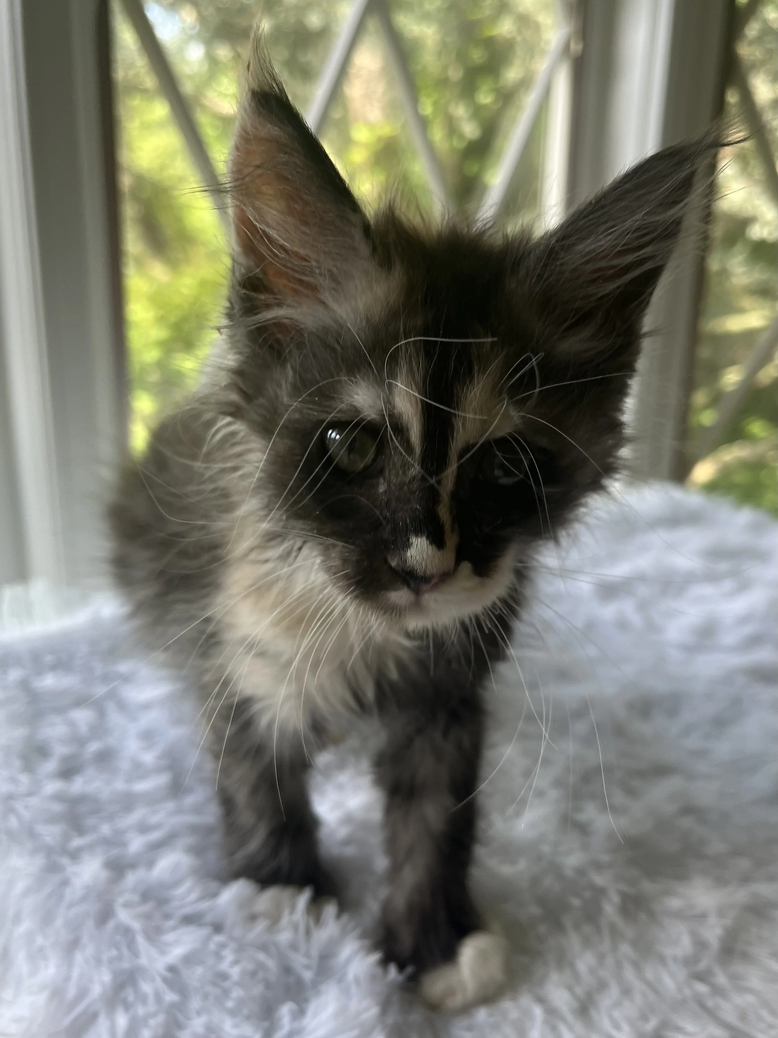 Pearl: Female. Black Smoke Calico Maine Coon kitten- 9 weeks old. Born April 12, 2025 to Ember and Katahdin.