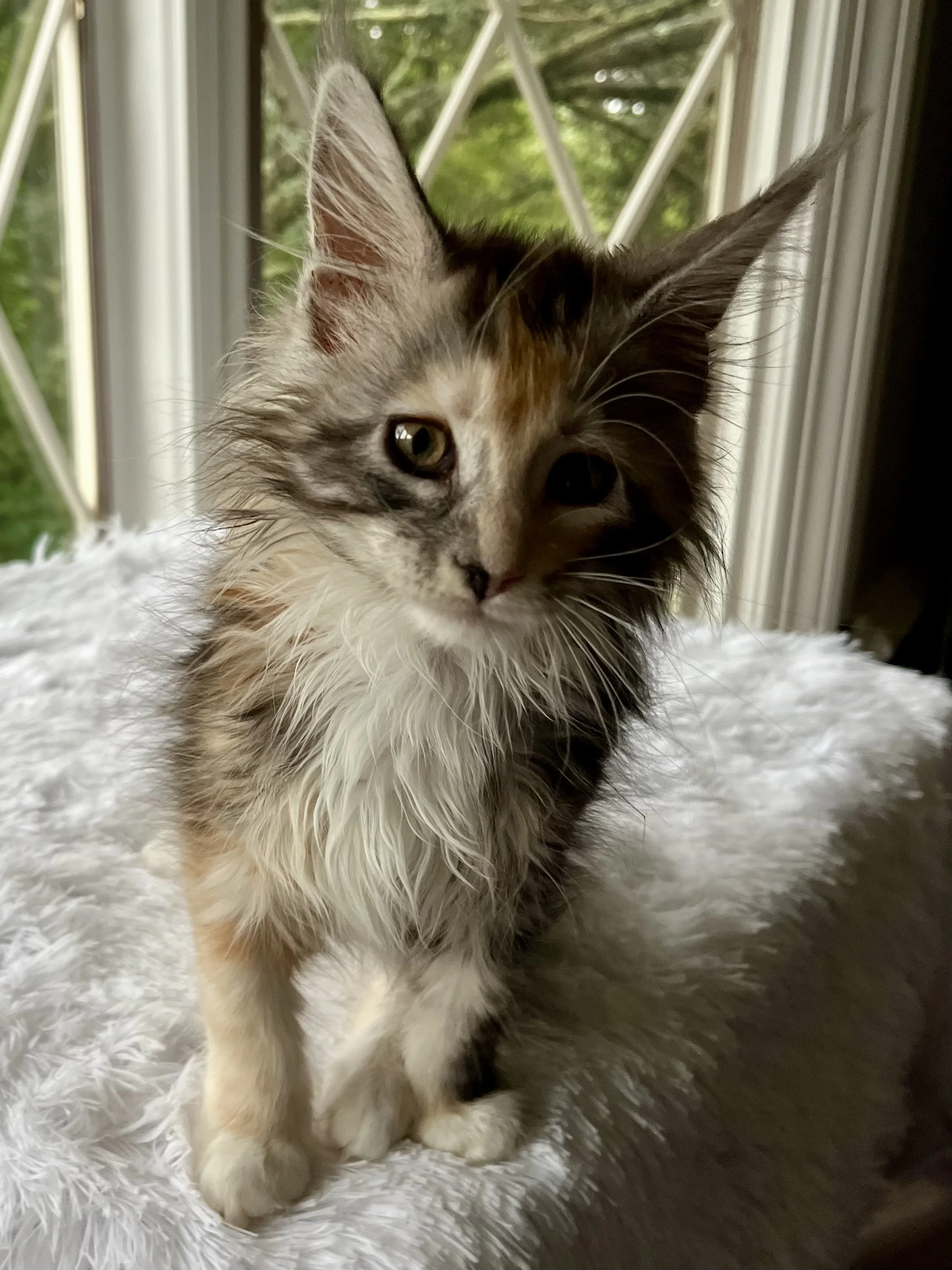 Sapphire. Female. Black Smoke Calico Maine Coon kitten- 10 weeks old. Born April 12, 2025 to Ember and Katahdin.