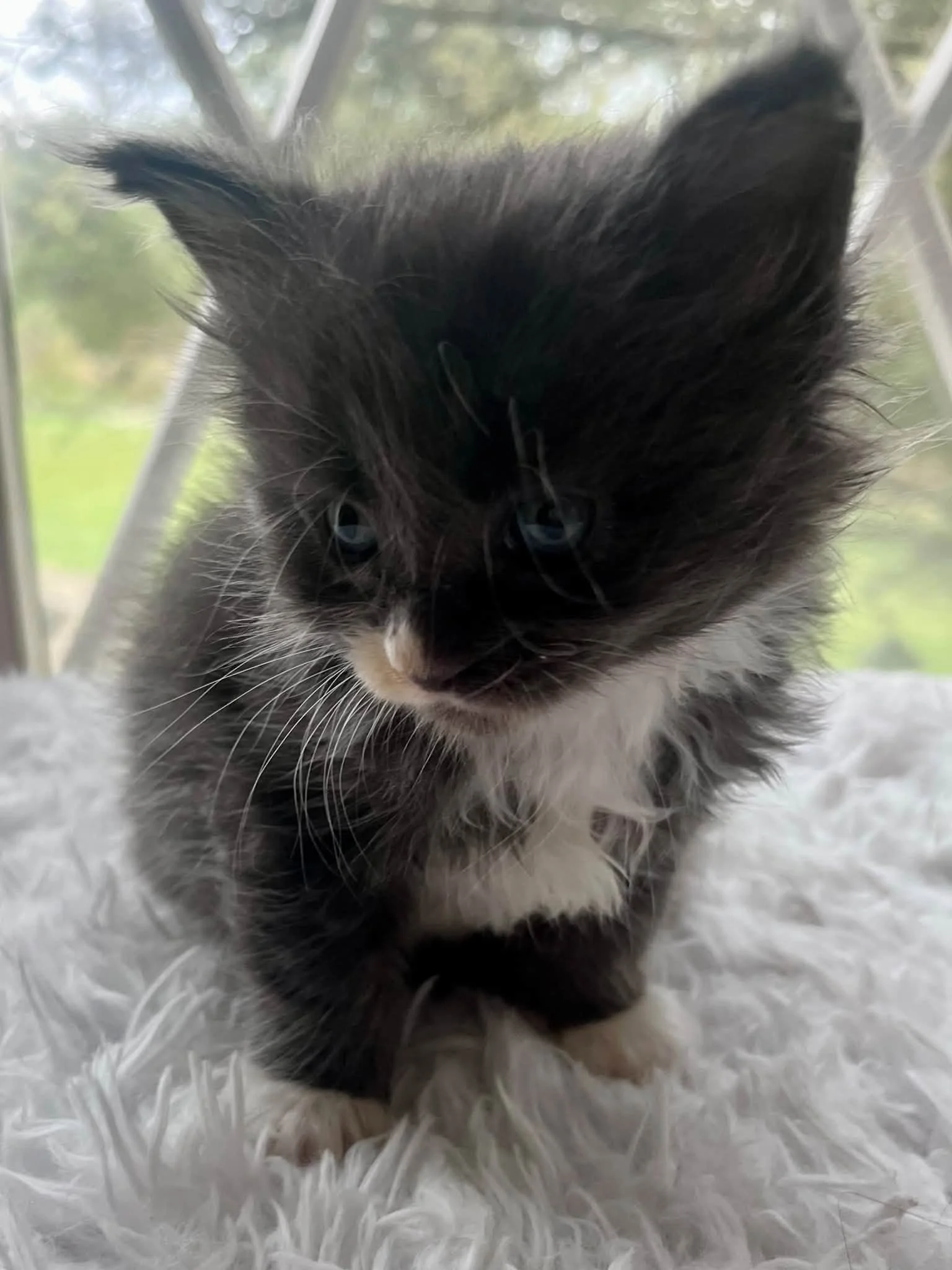 Dumpling 5 weeks