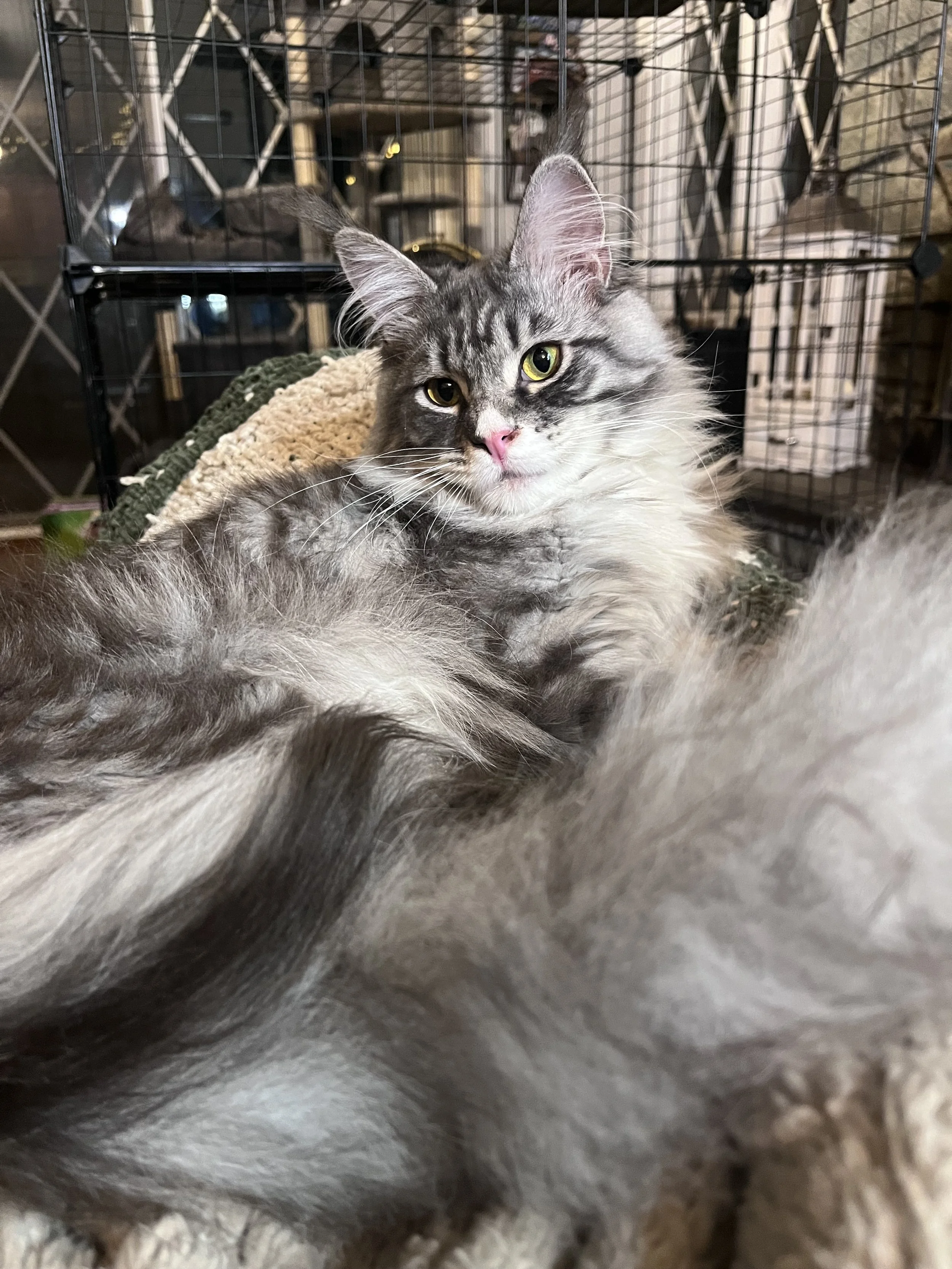 Eepie Mouse, a blue classic tabby Maine Coon with white relaxing on a blanket with his hair all fluffed out