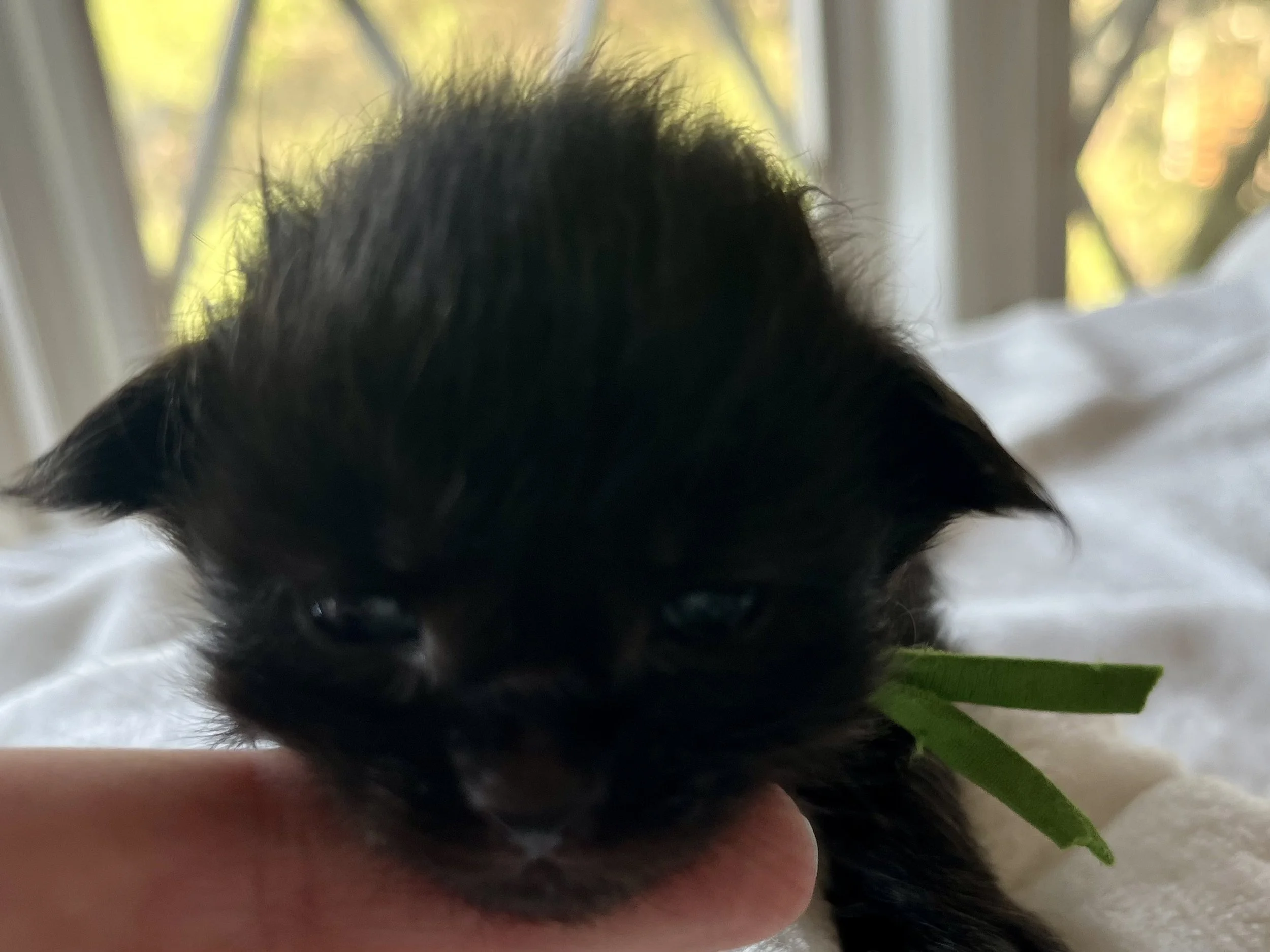 Jasper- Male Black Maine Coon kitten - 2 weeks old- Born April 12, 2025 to Ember and Katahdin