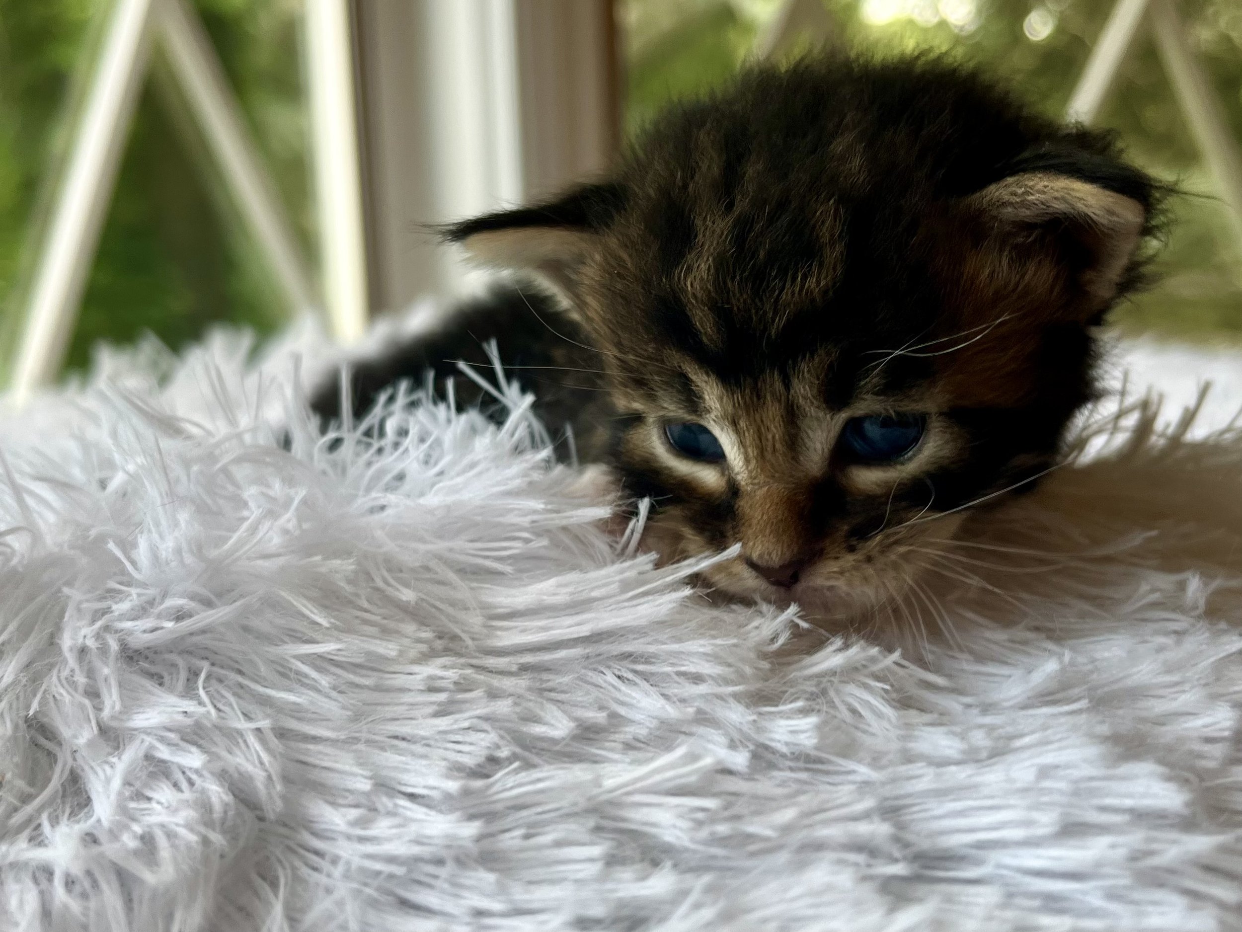 Rolo. Male Black/ Brown Tabby with White Maine Coon kitten- 4 weeks old. Born June 16, 2025 to Lola and Katahdin.