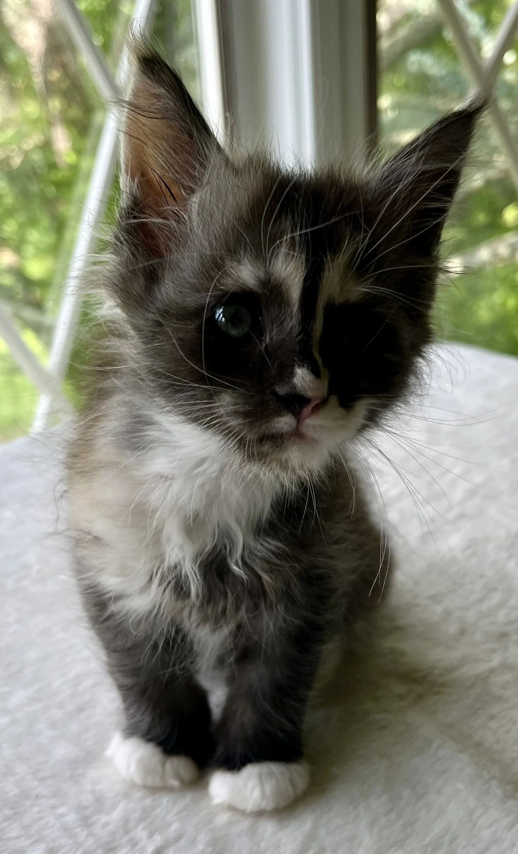 Pearl: Female. Black Smoke Calico Maine Coon kitten- 7 weeks old. Born April 12, 2025 to Ember and Katahdin.