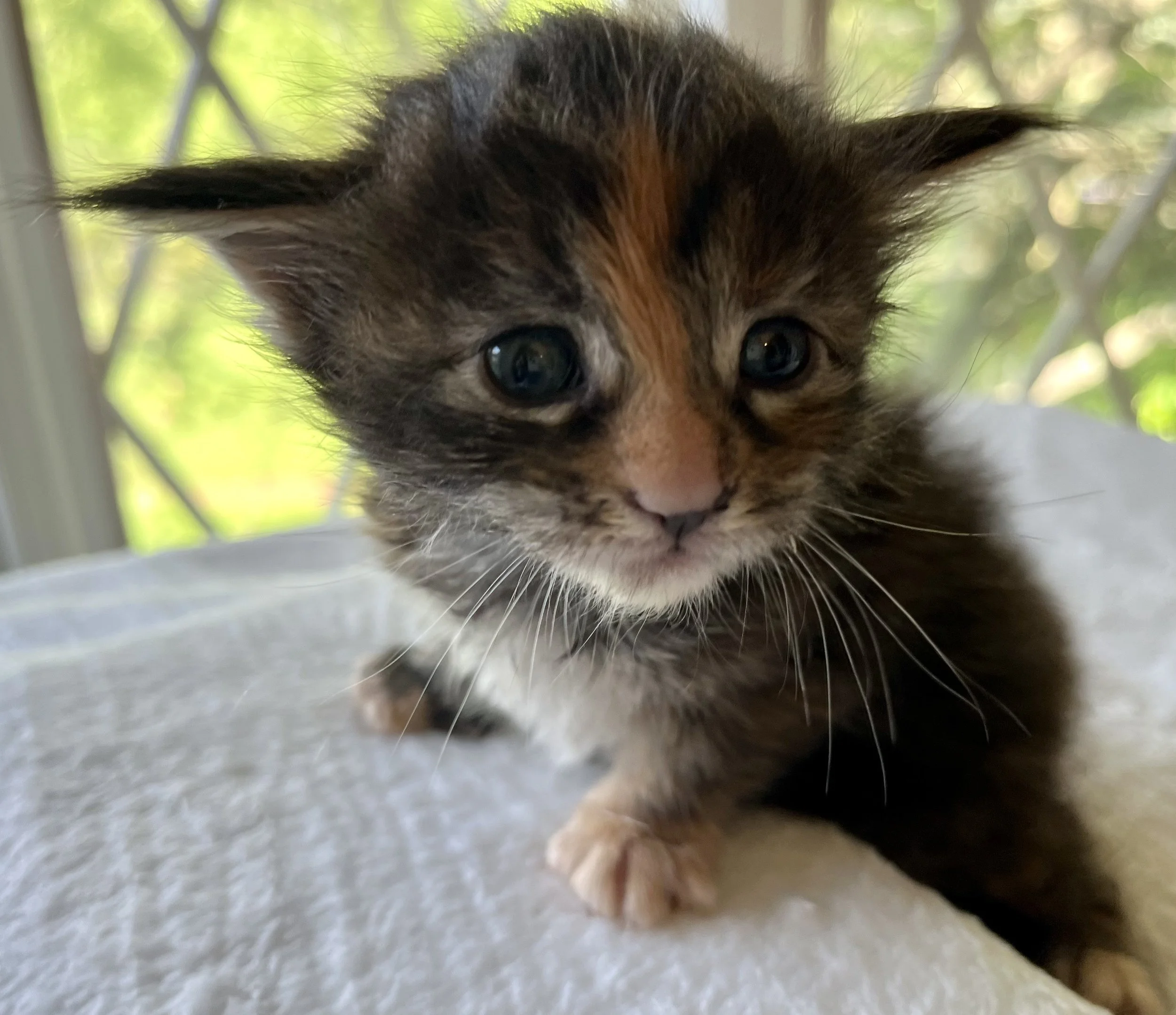Garnet- Black Torbie Maine Coon- 3 weeks old- Female