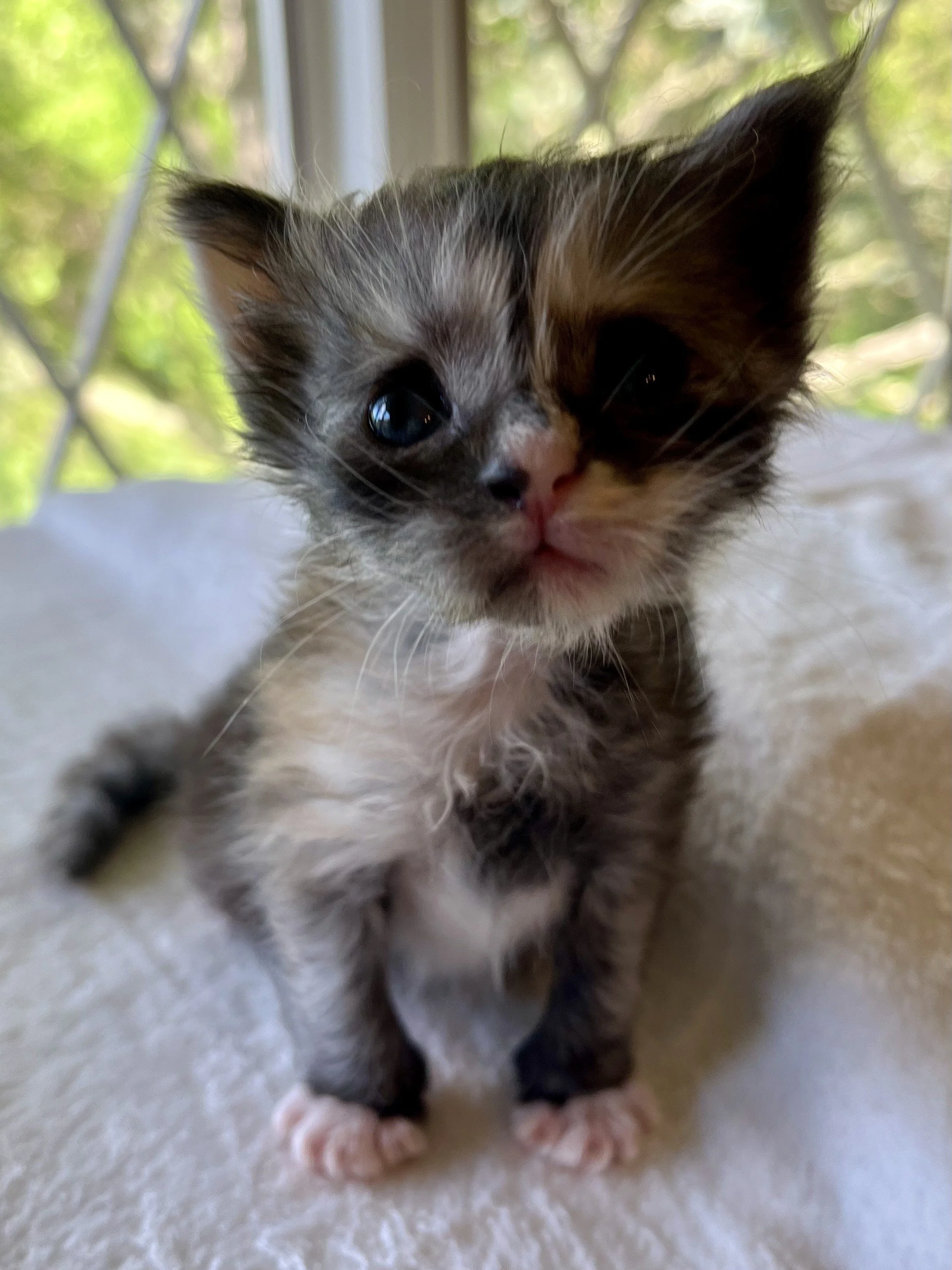 Pearl: Female. Black Smoke Calico Maine Coon kitten- 3 weeks old. Born April 12, 2025 to Ember and Katahdin.