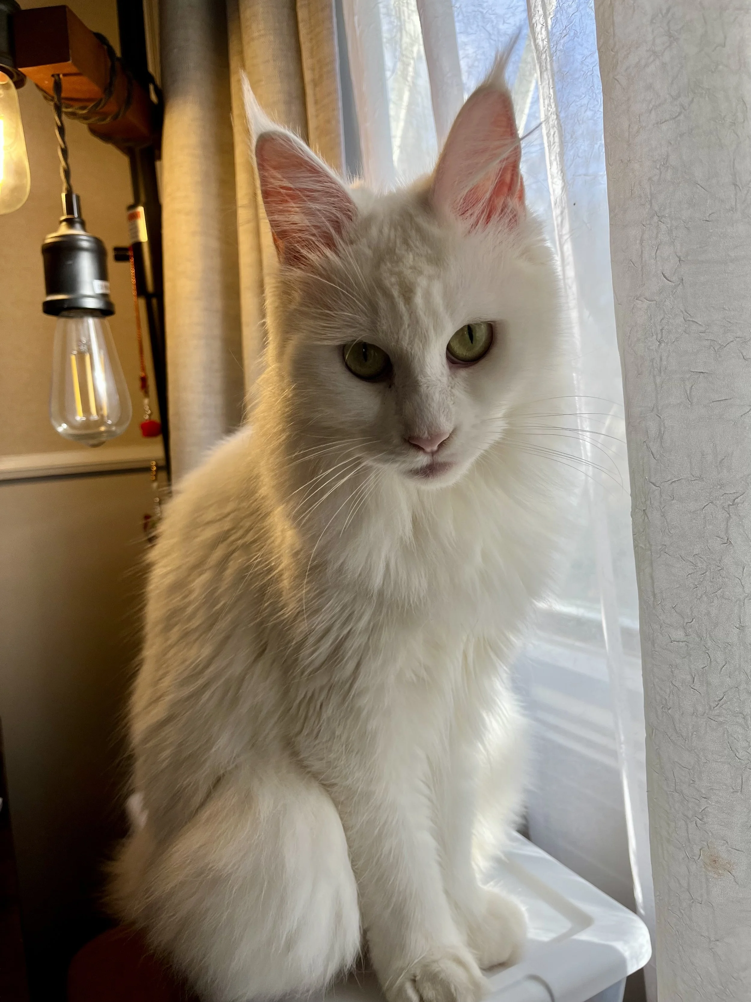 Lola, a white maine coon sitting by the window