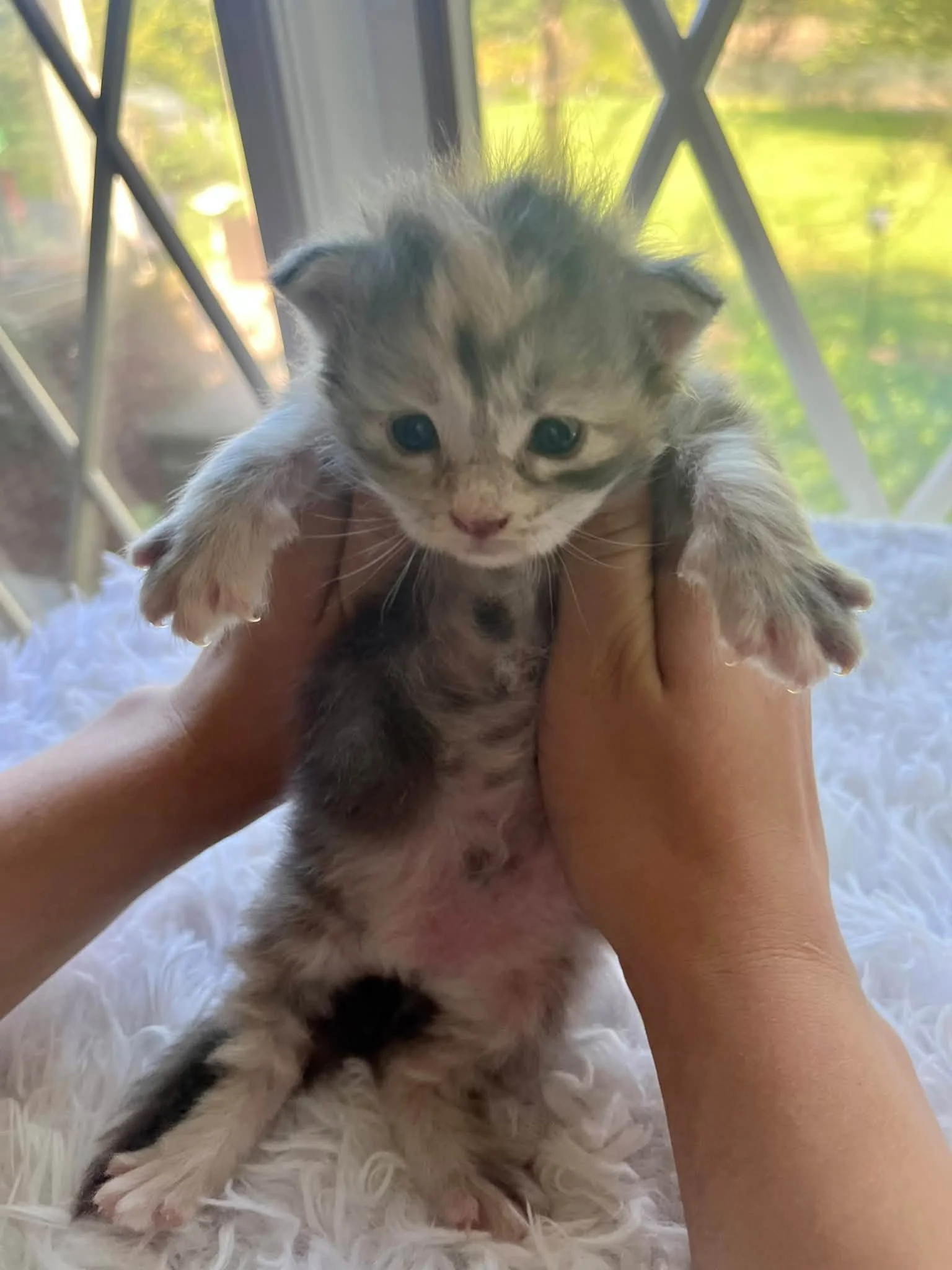 Honeynut 2 weeks