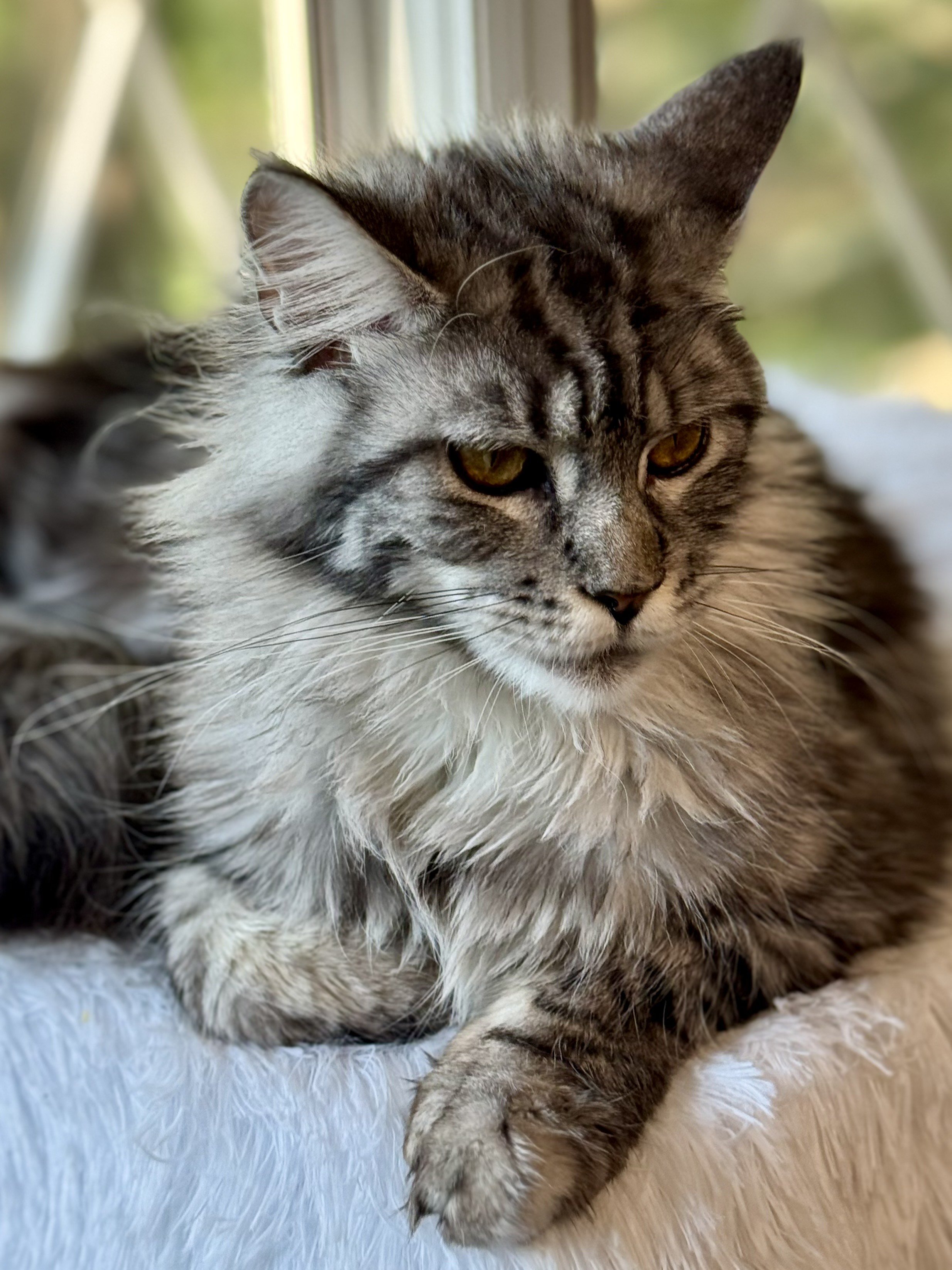 From every angle, Aurora's conformation exemplifies the Maine Coon Standard