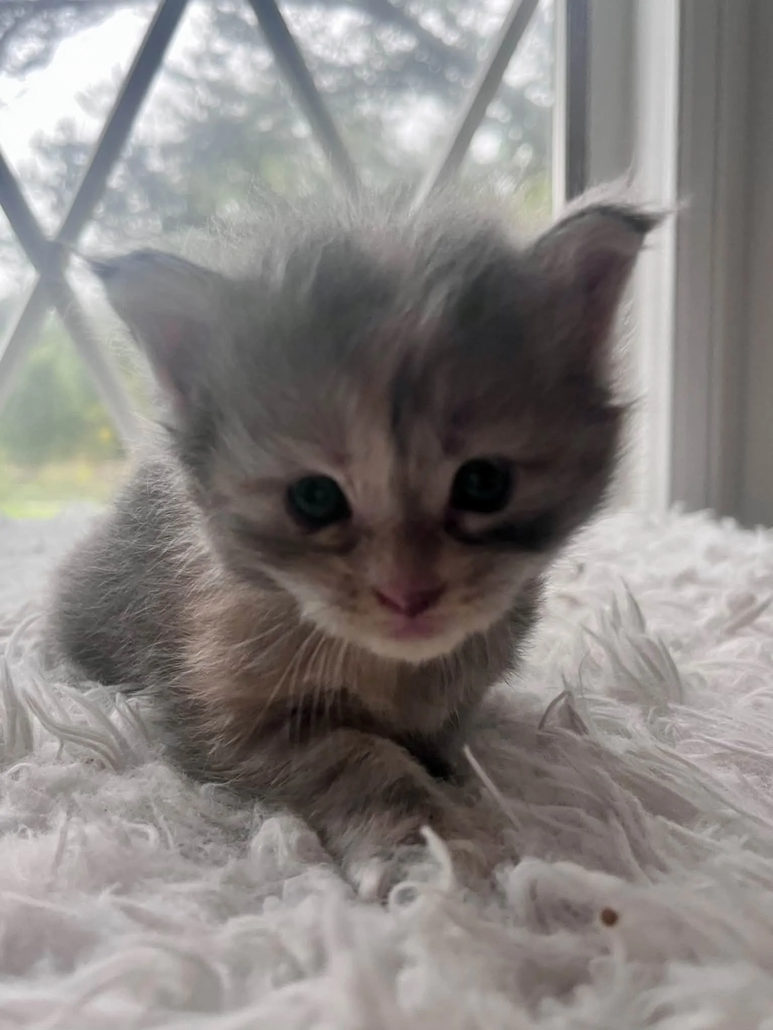 Honeynut 4 weeks