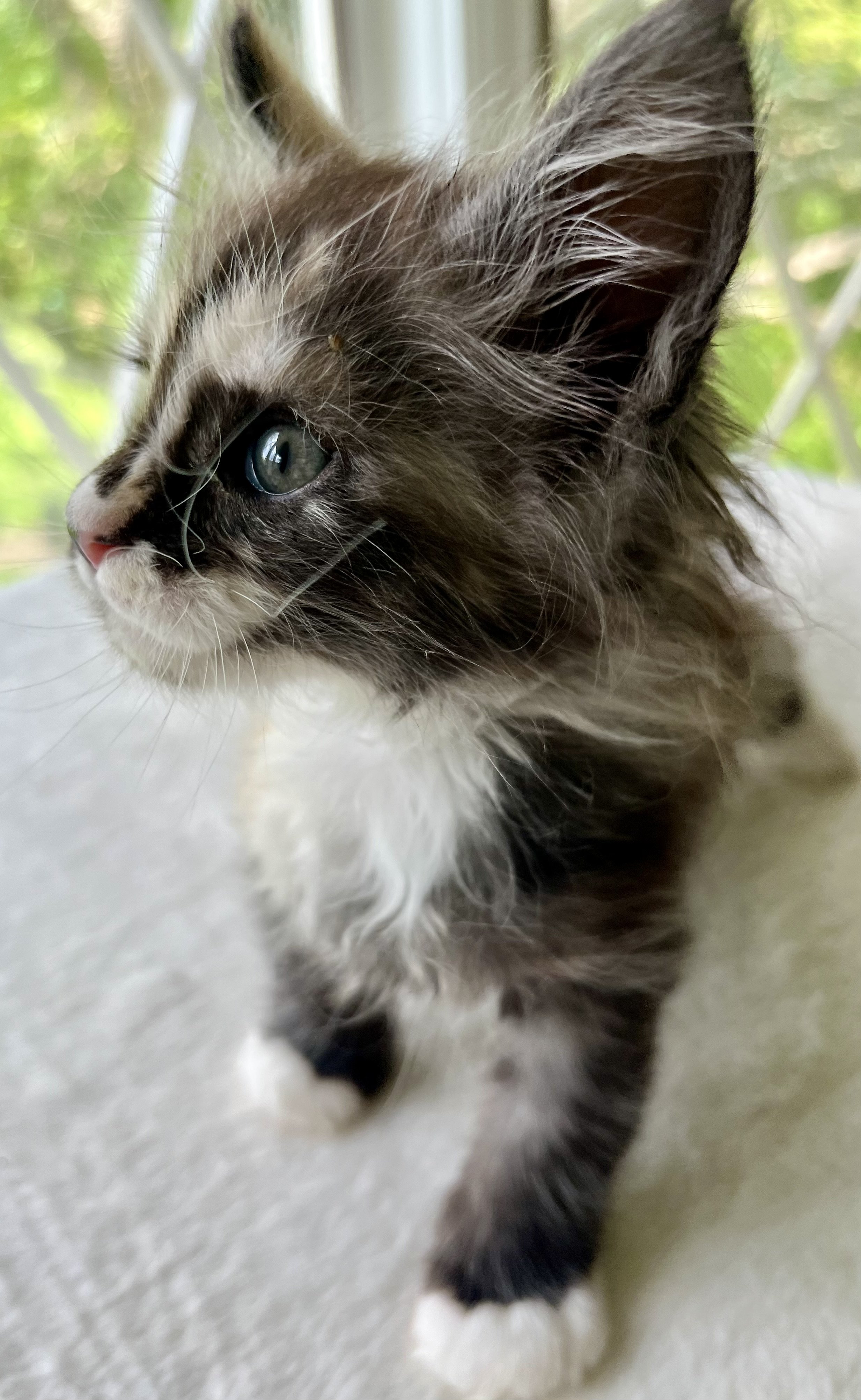 Pearl: Female. Black Smoke Calico Maine Coon kitten- 7 weeks old. Born April 12, 2025 to Ember and Katahdin.