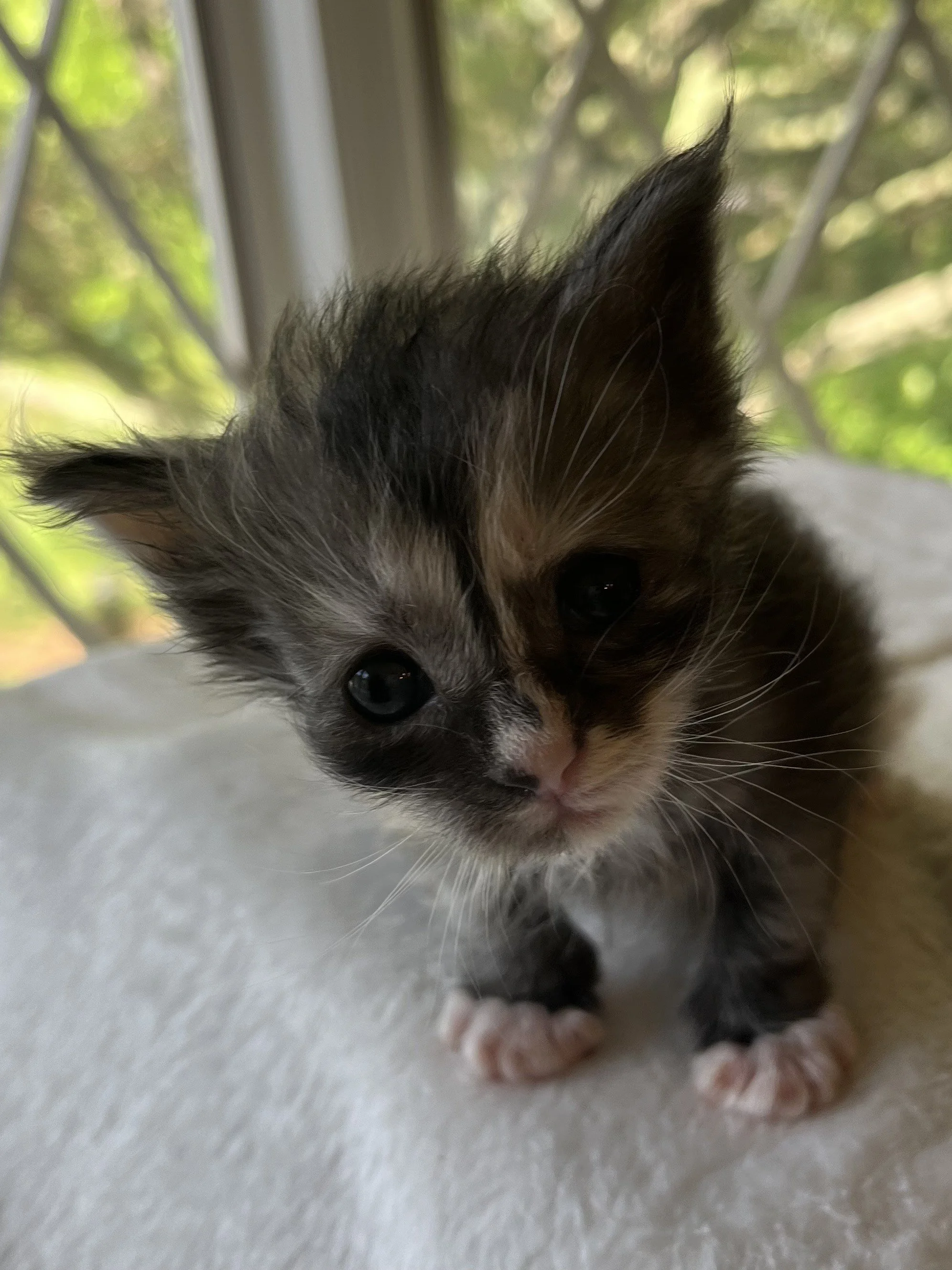 Pearl: Female. Black Smoke Calico Maine Coon kitten- 3 weeks old. Born April 12, 2025 to Ember and Katahdin.