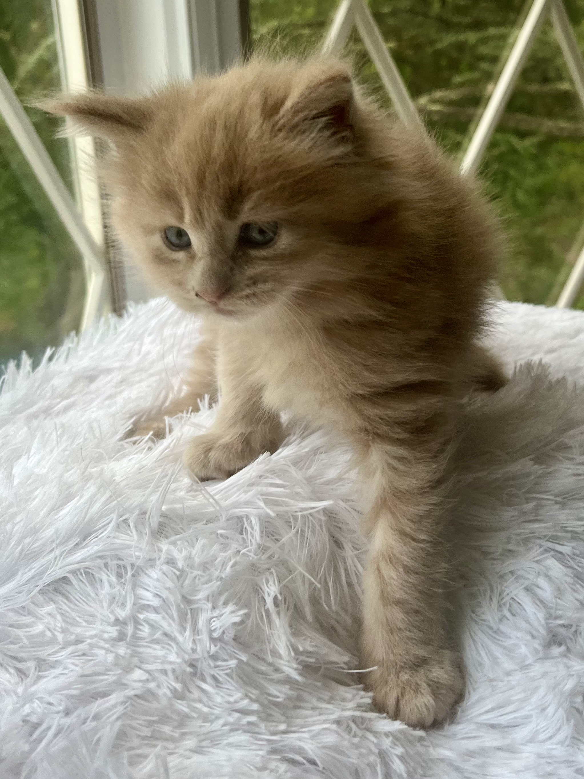 Sunny. Red male Maine Coon kitten- 5 weeks old. Born May 25, 2025 to Jenna and Katahdin.
