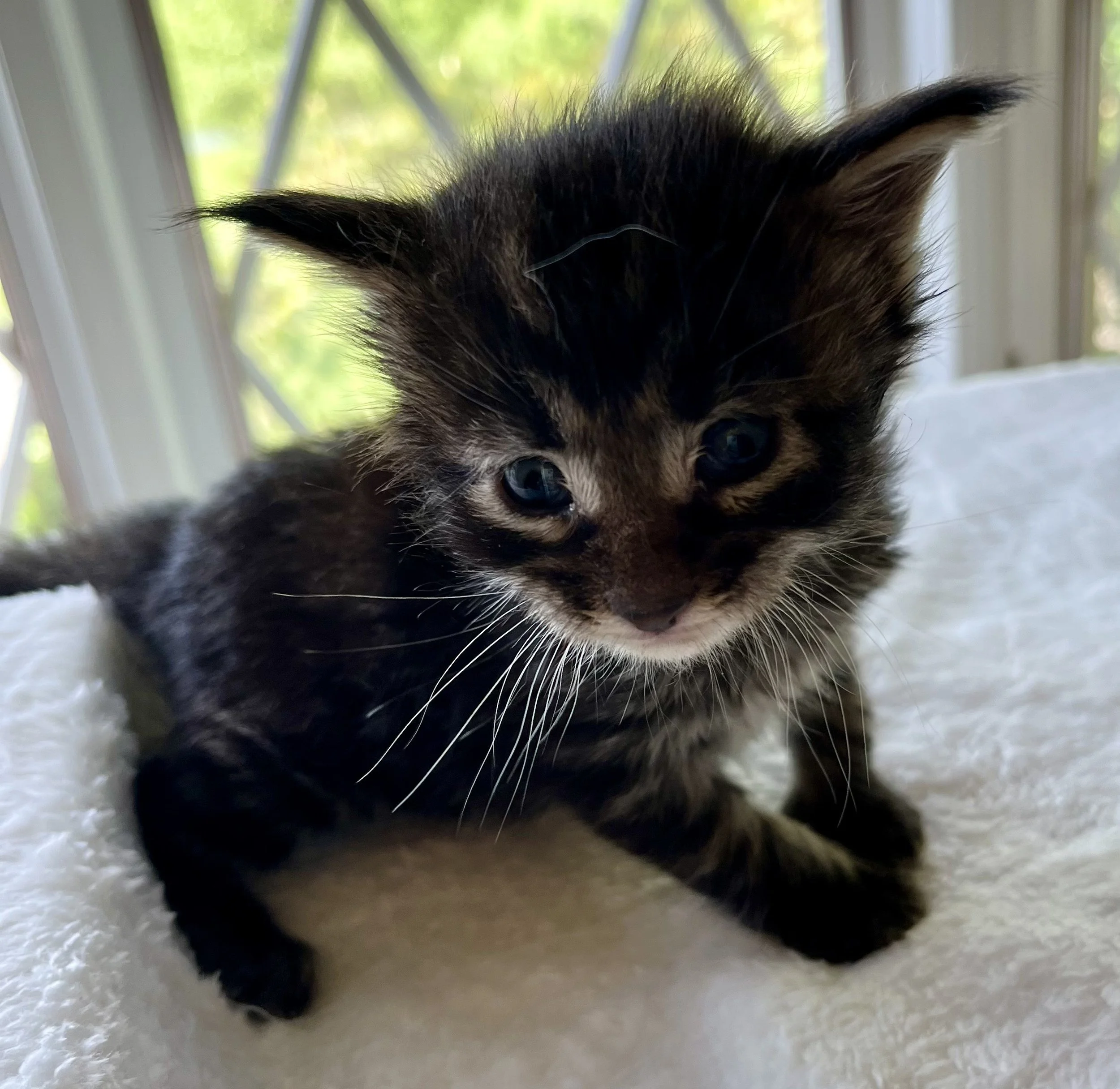 Flint- Black Classic Tabby Maine Coon- 3 weeks old
