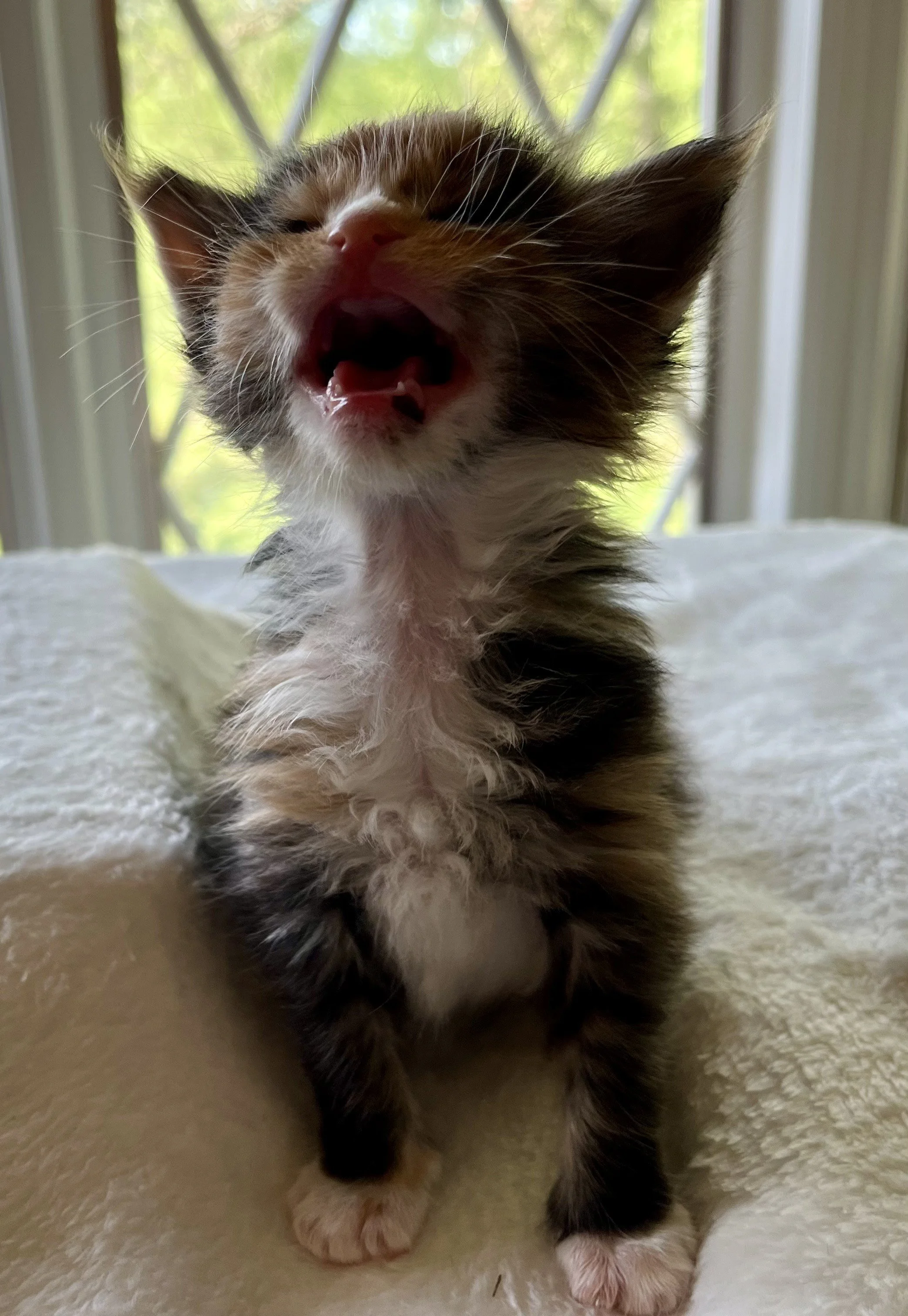 Jade- Calico Maine Coon 3 weeks old. Female