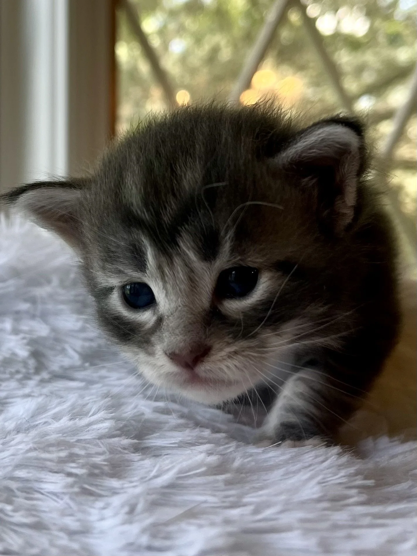 Lolly. Male Blue Tabby Maine Coon kitten- 4 weeks old. Born June 16, 2025 to Lola and Katahdin.