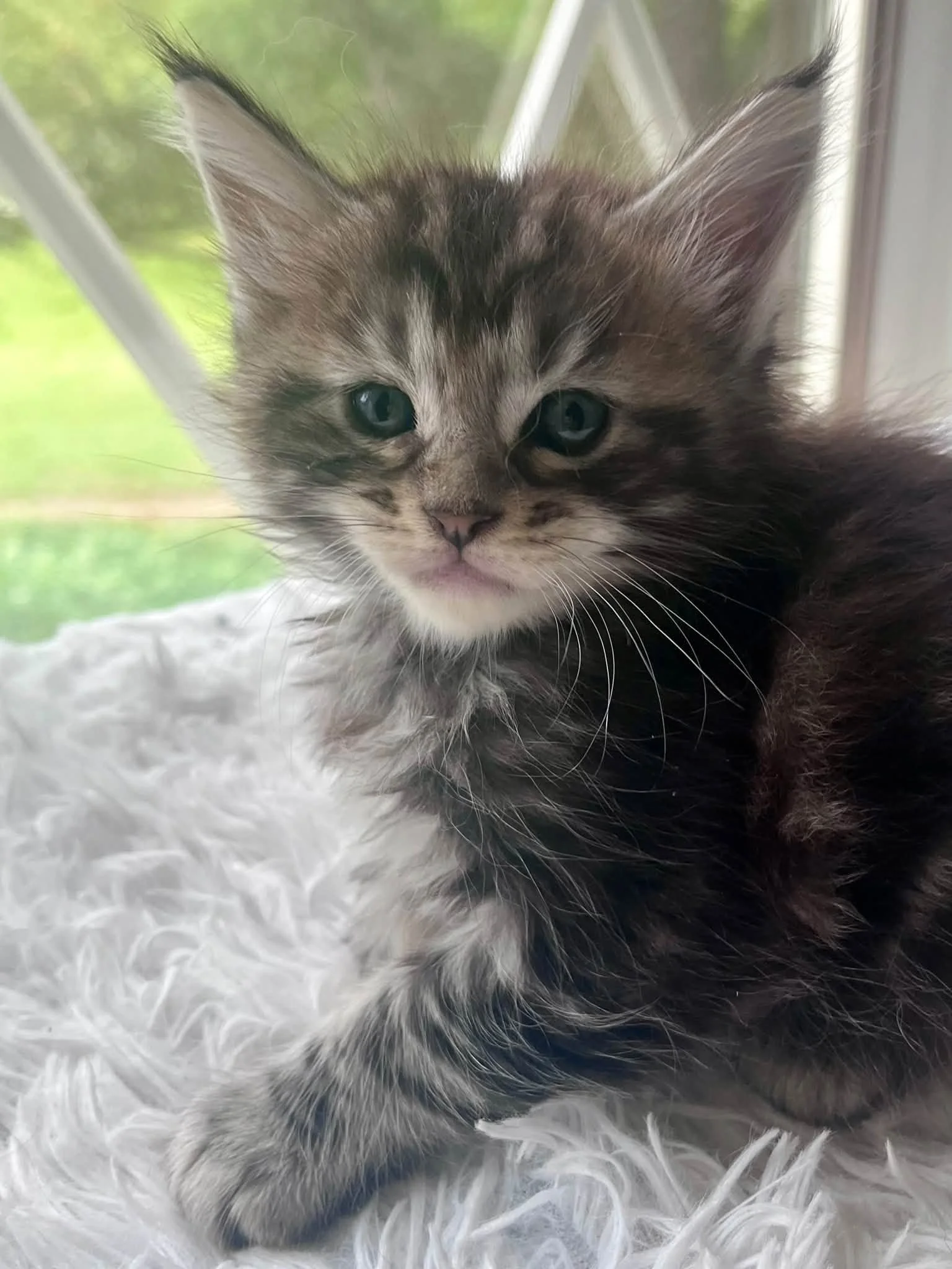 Acorn 5 weeks