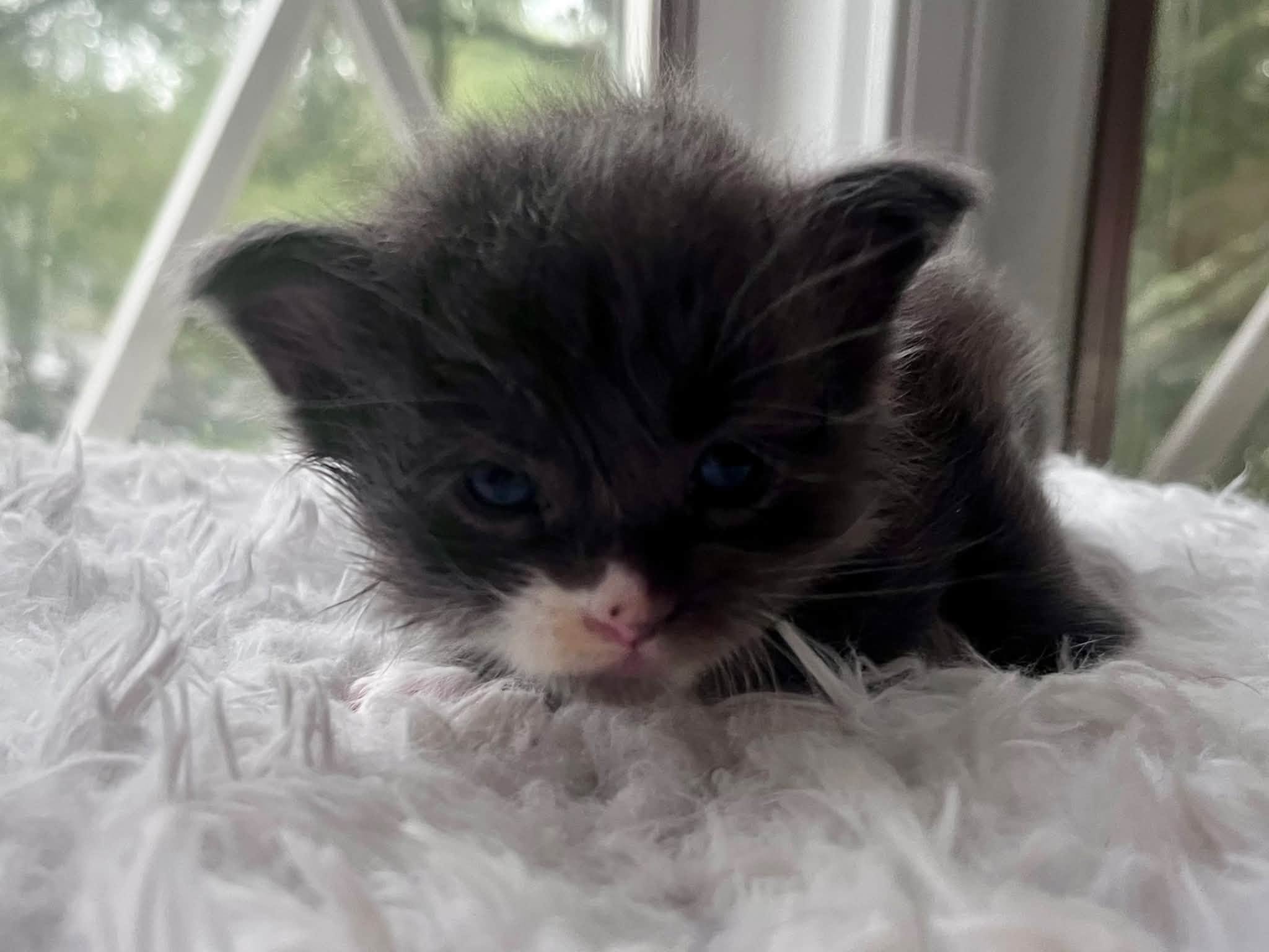Dumpling 4 weeks