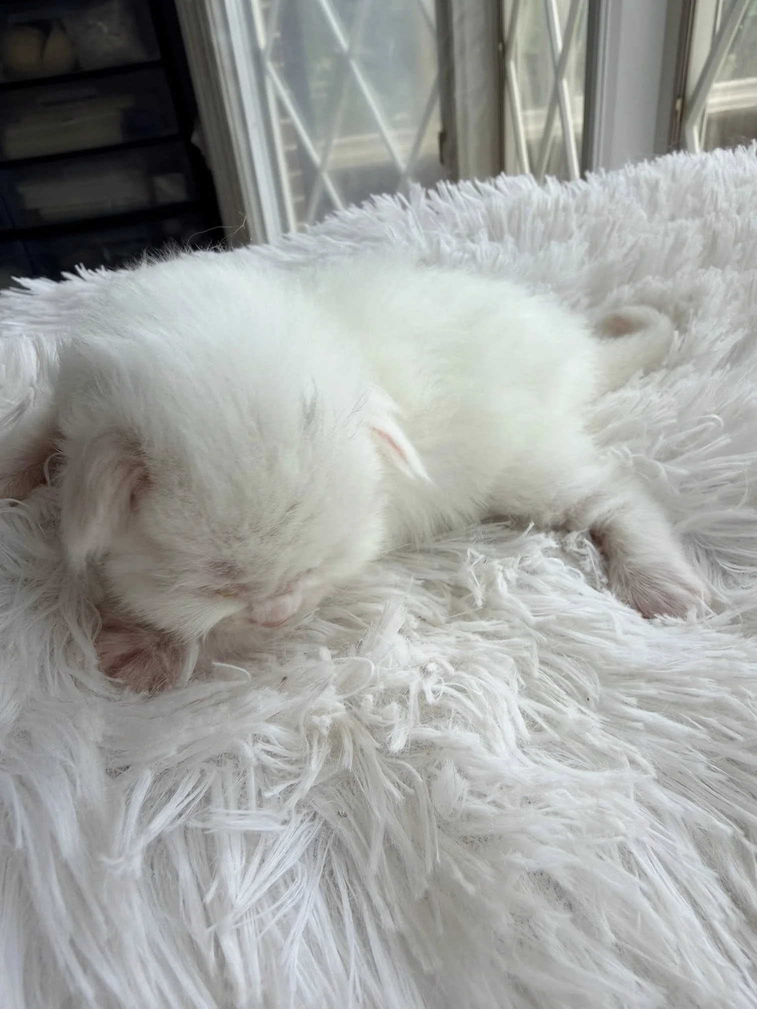 Olaf 2 weeks old
