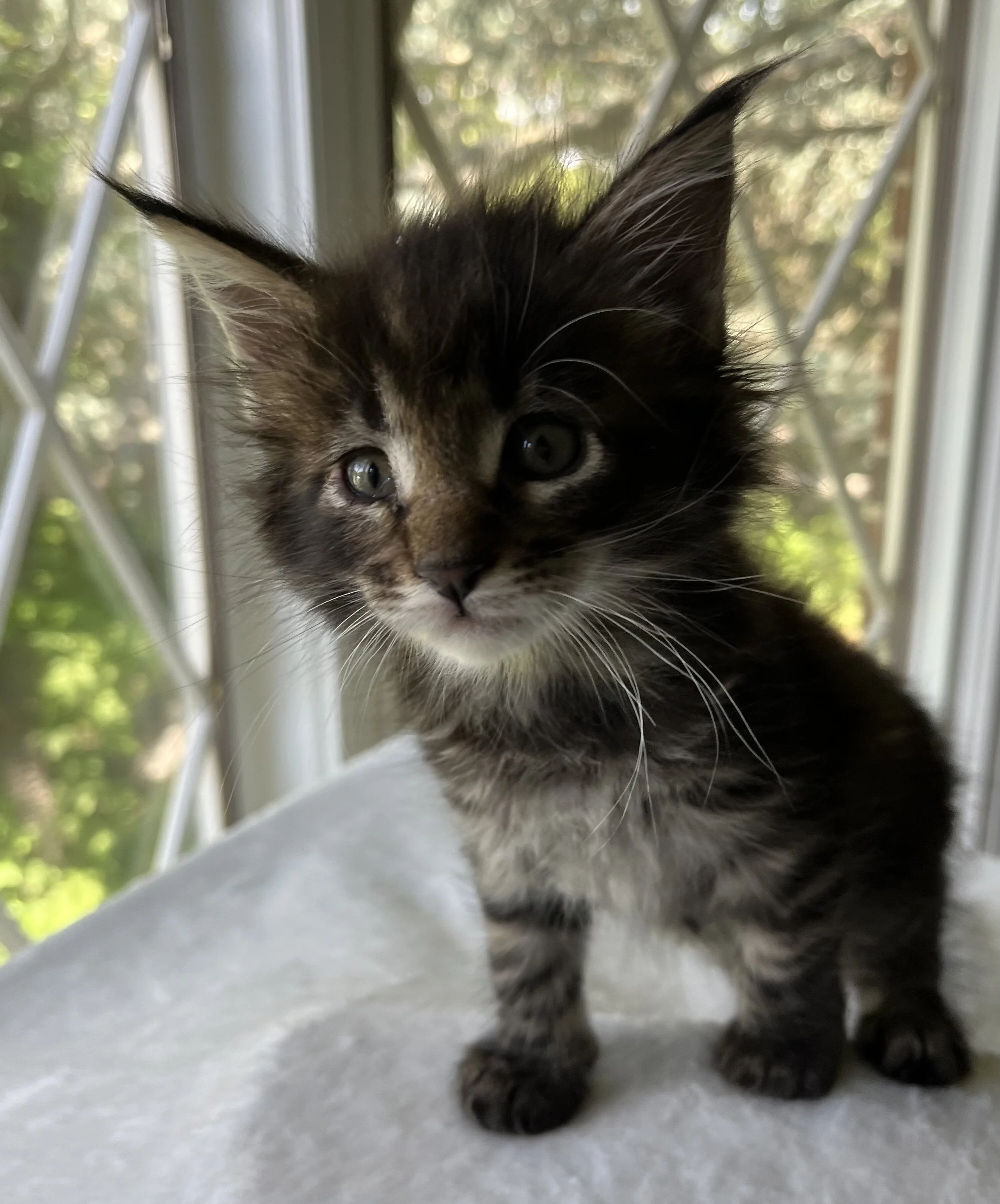 Flint- Black Classic Tabby Maine Coon- 6 weeks old