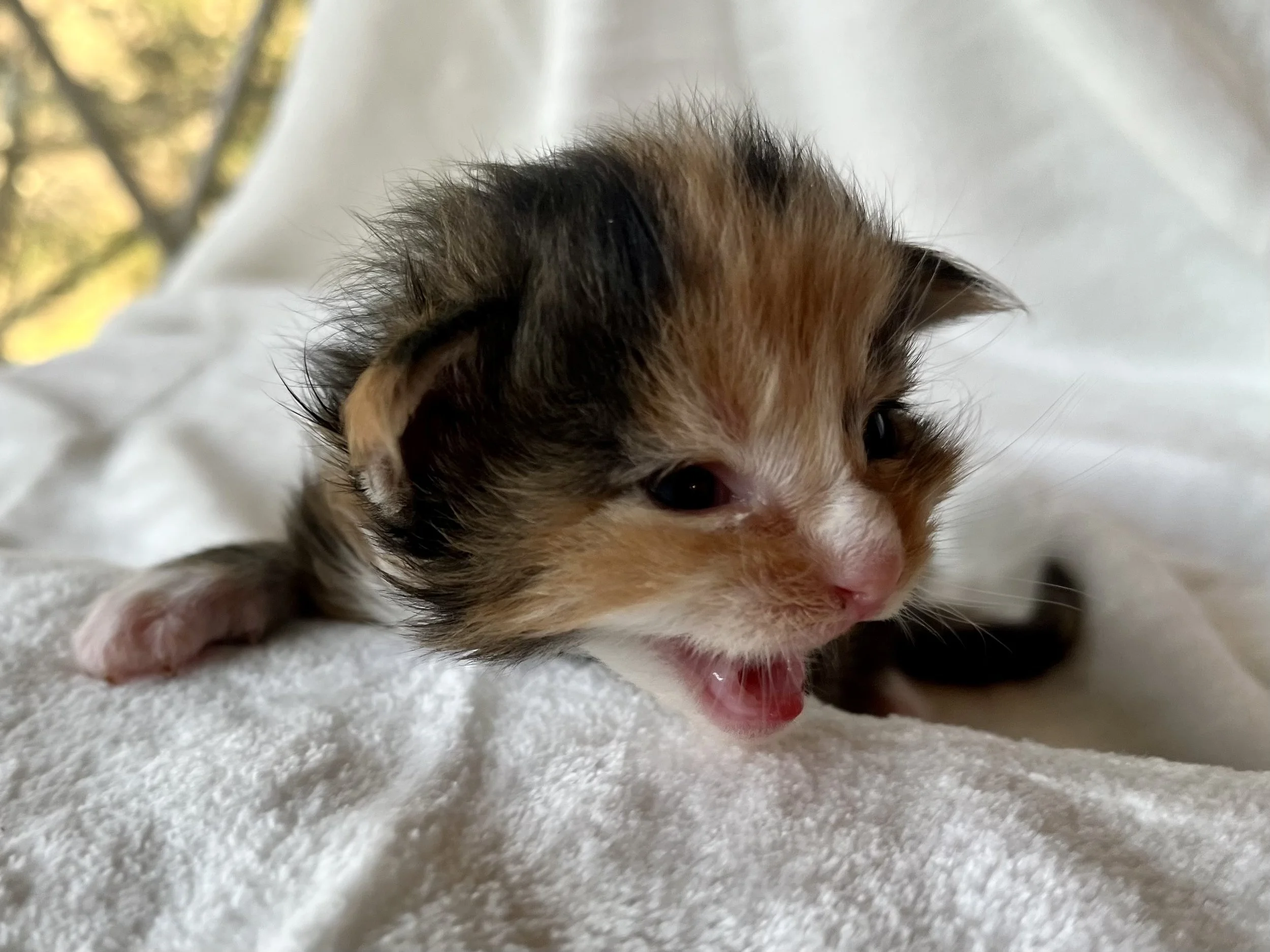 Jade- Calico Maine Coon 2 weeks old. Female
